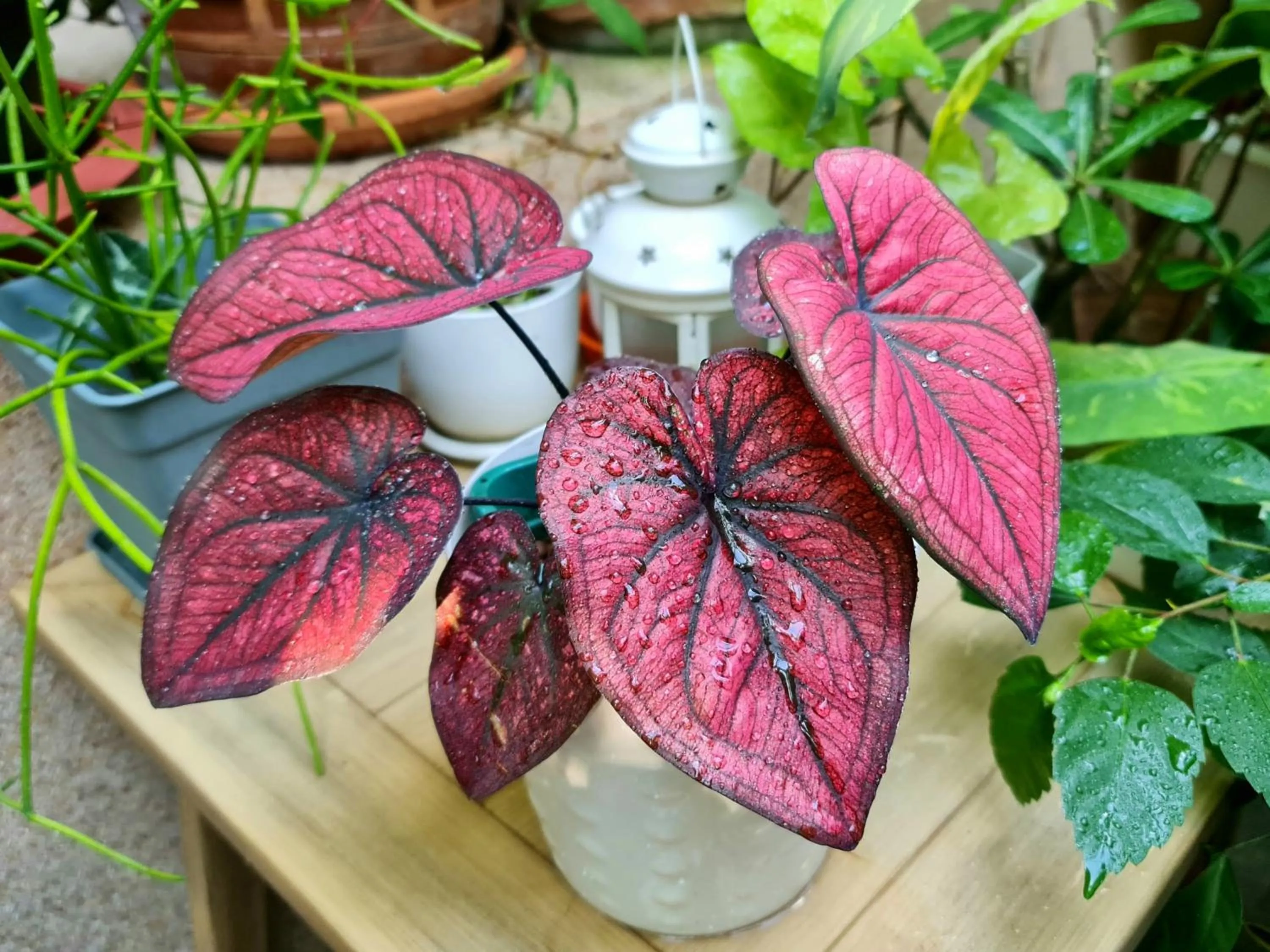 Balcony/Terrace in Bed and Terrace Guesthouse Chiang Mai
