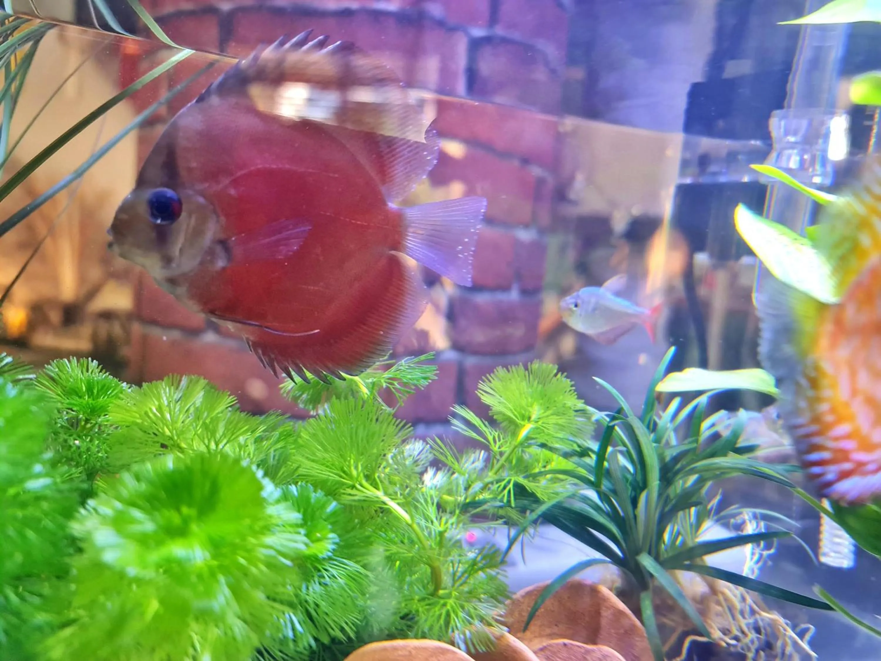 Decorative detail in Bed and Terrace Guesthouse Chiang Mai