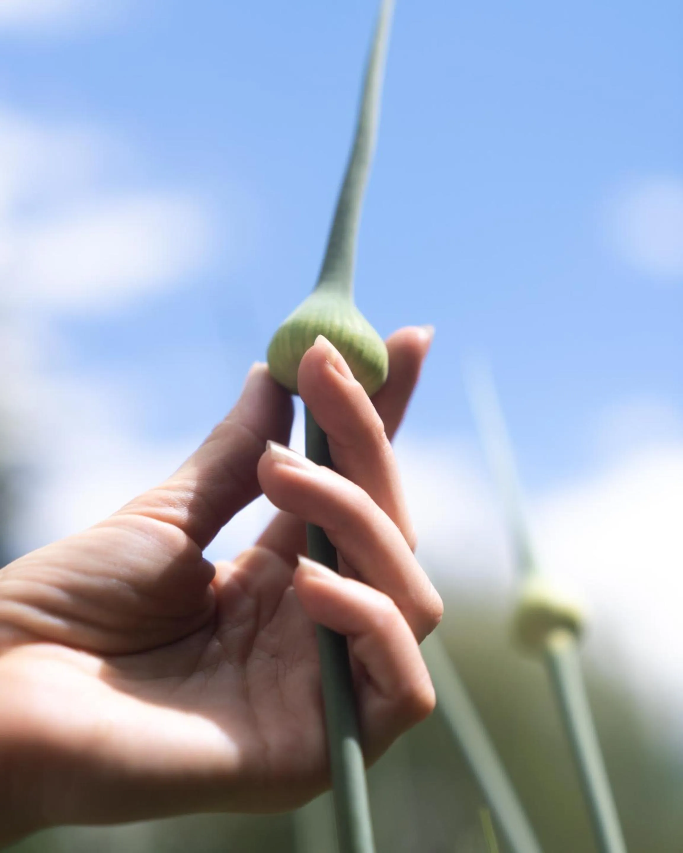 Other in The Sentinel