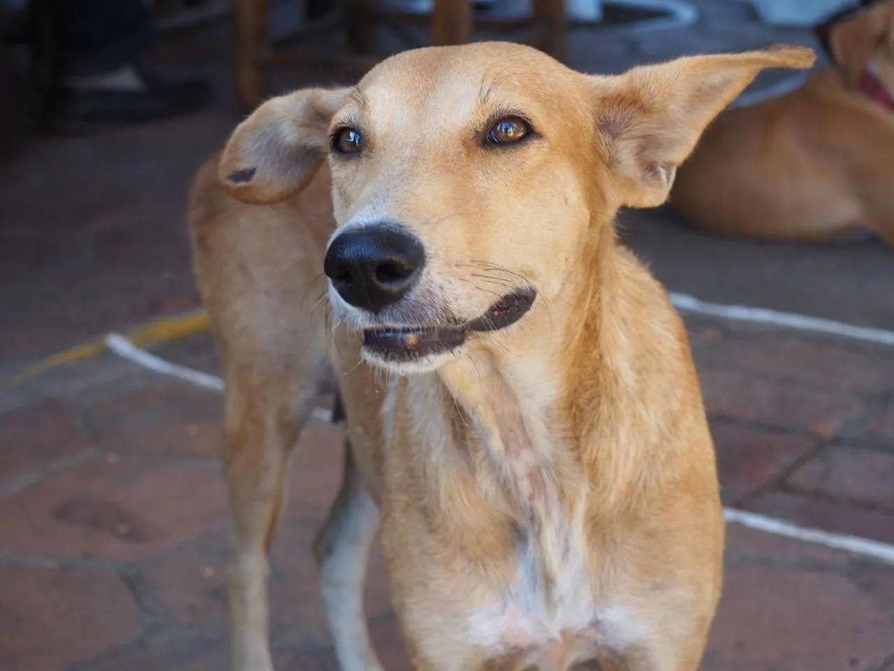 Pets in Hotel Restaurante Spa La Barca de Oro