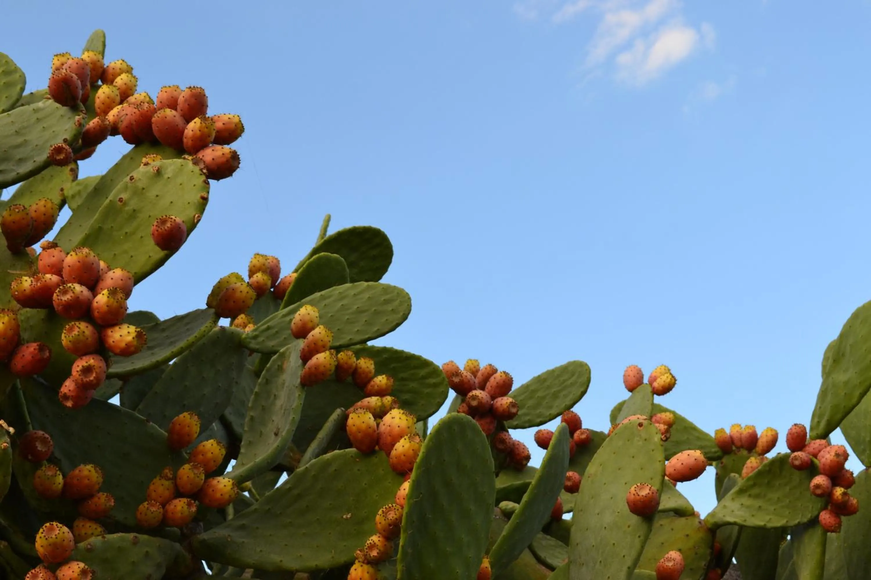 Summer in Le Terrazze B&B Manduria