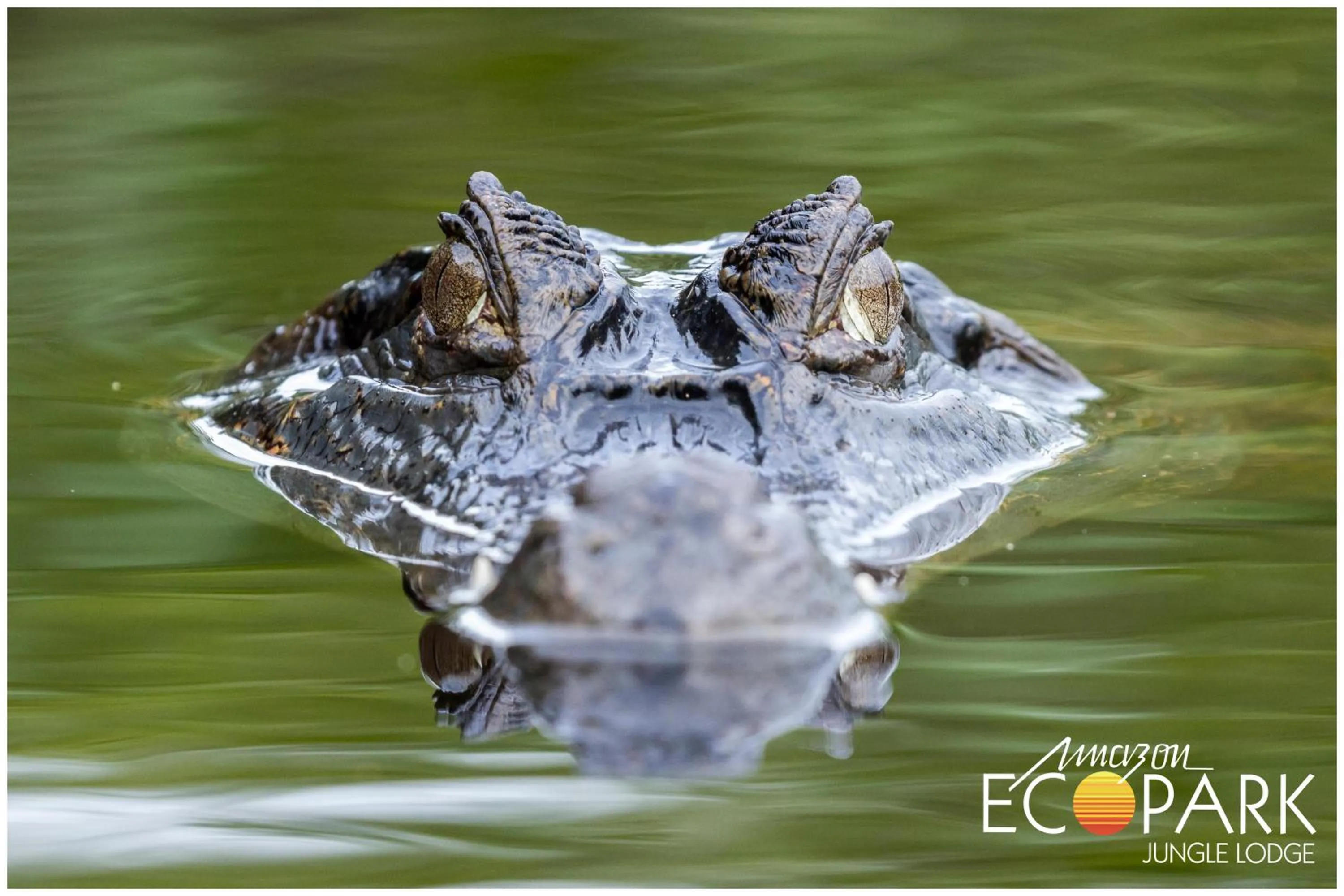 Animals in Amazon Ecopark Jungle Lodge
