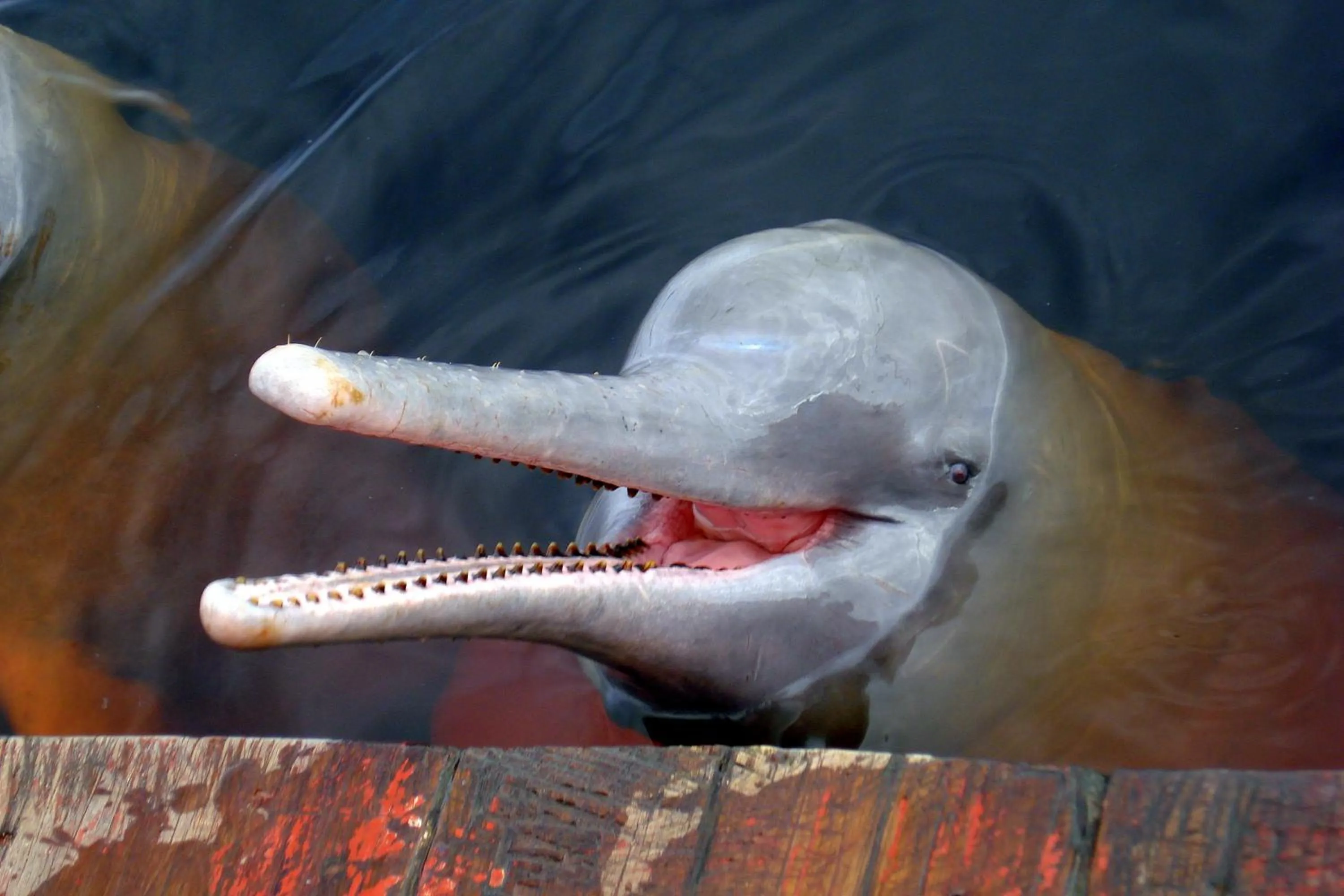 Other in Amazon Ecopark Jungle Lodge