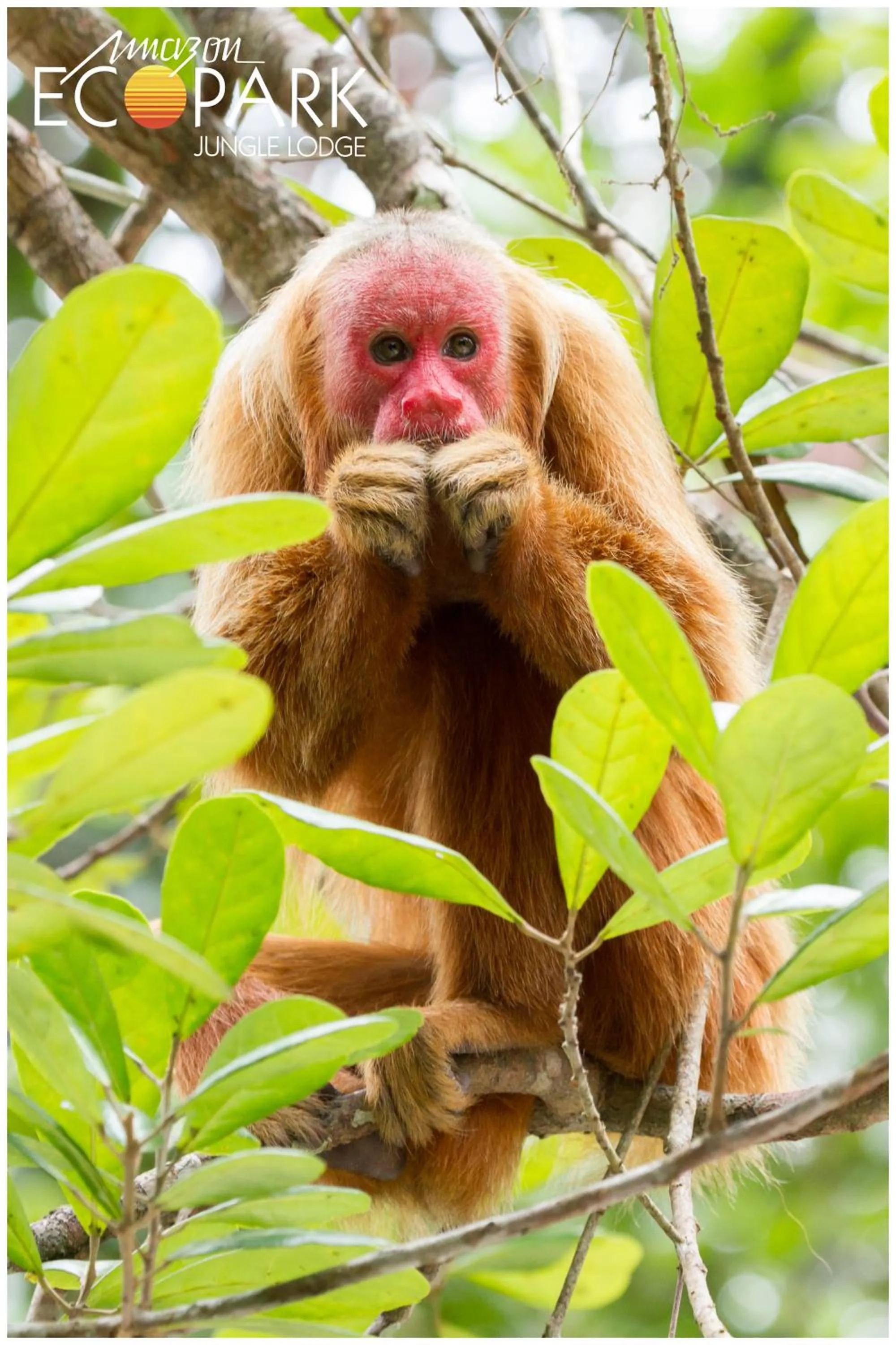 Animals in Amazon Ecopark Jungle Lodge