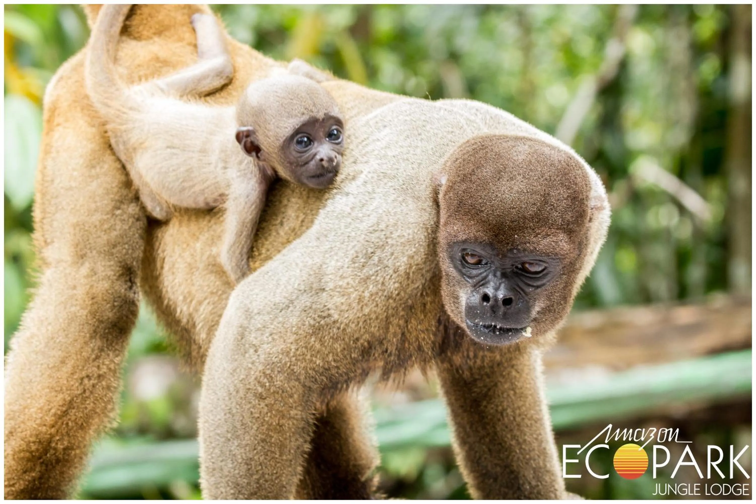 Animals in Amazon Ecopark Jungle Lodge
