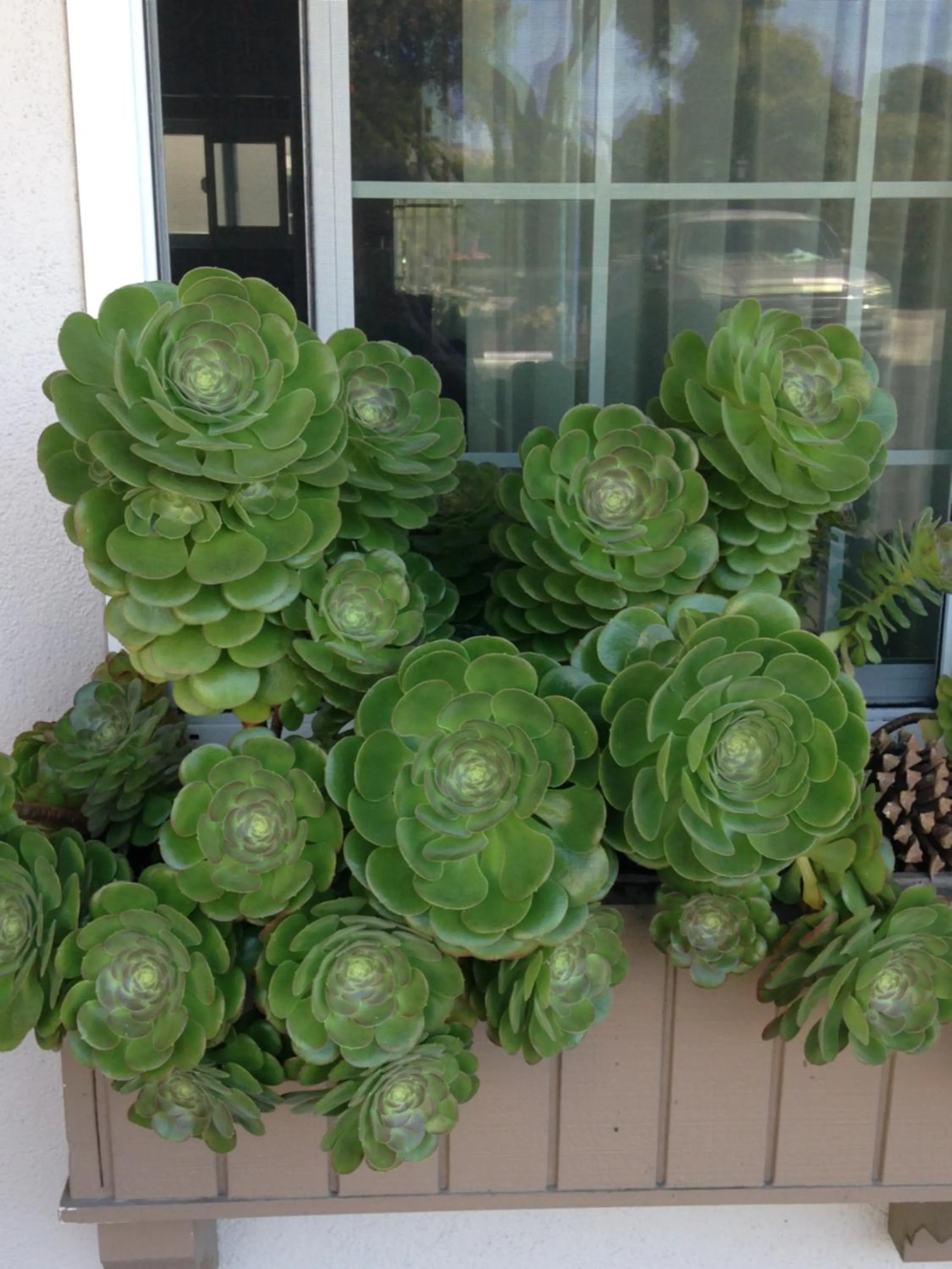 Garden in Morro Crest Inn