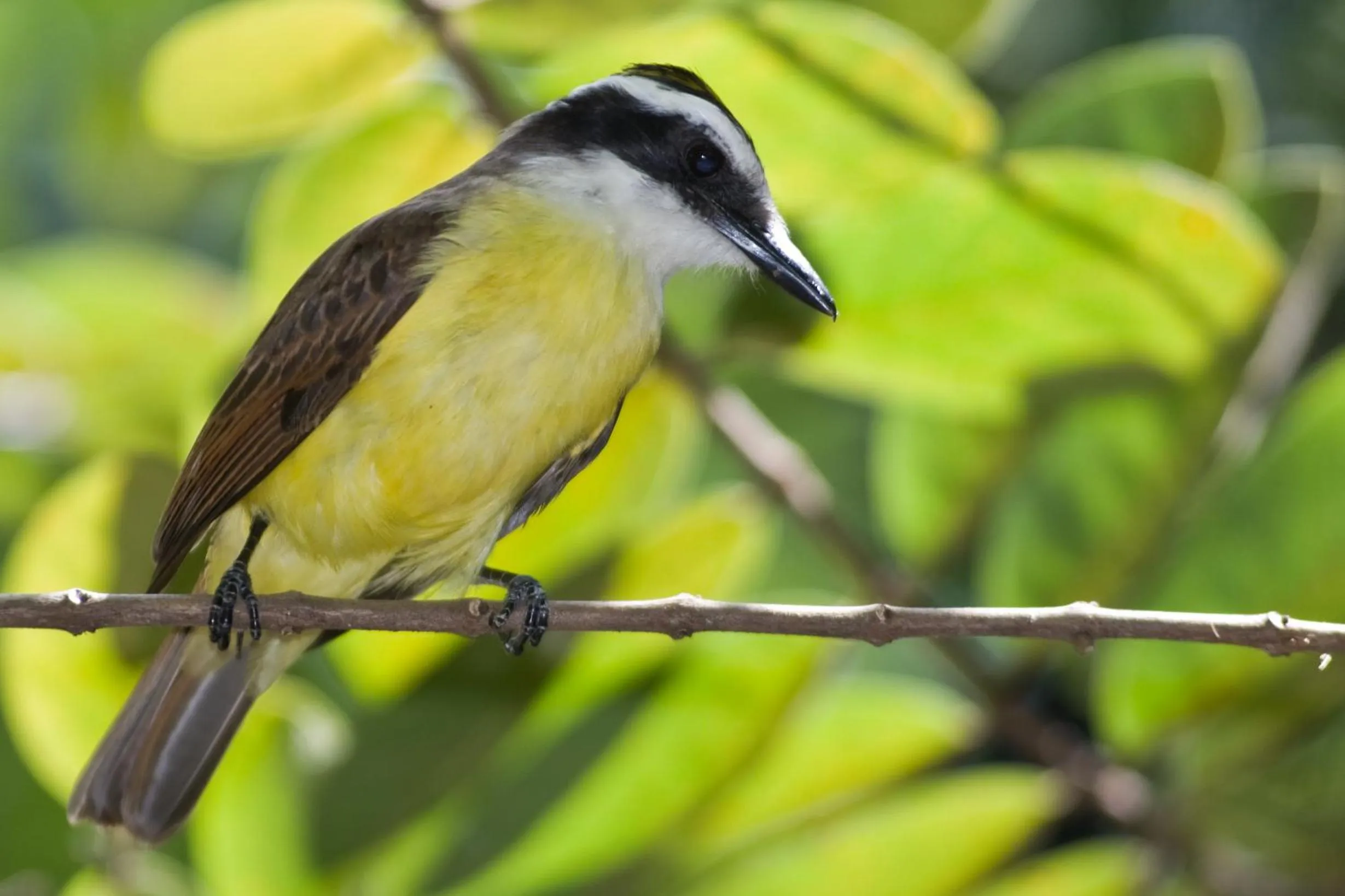 Animals in Vilangelim Eco-Pousada