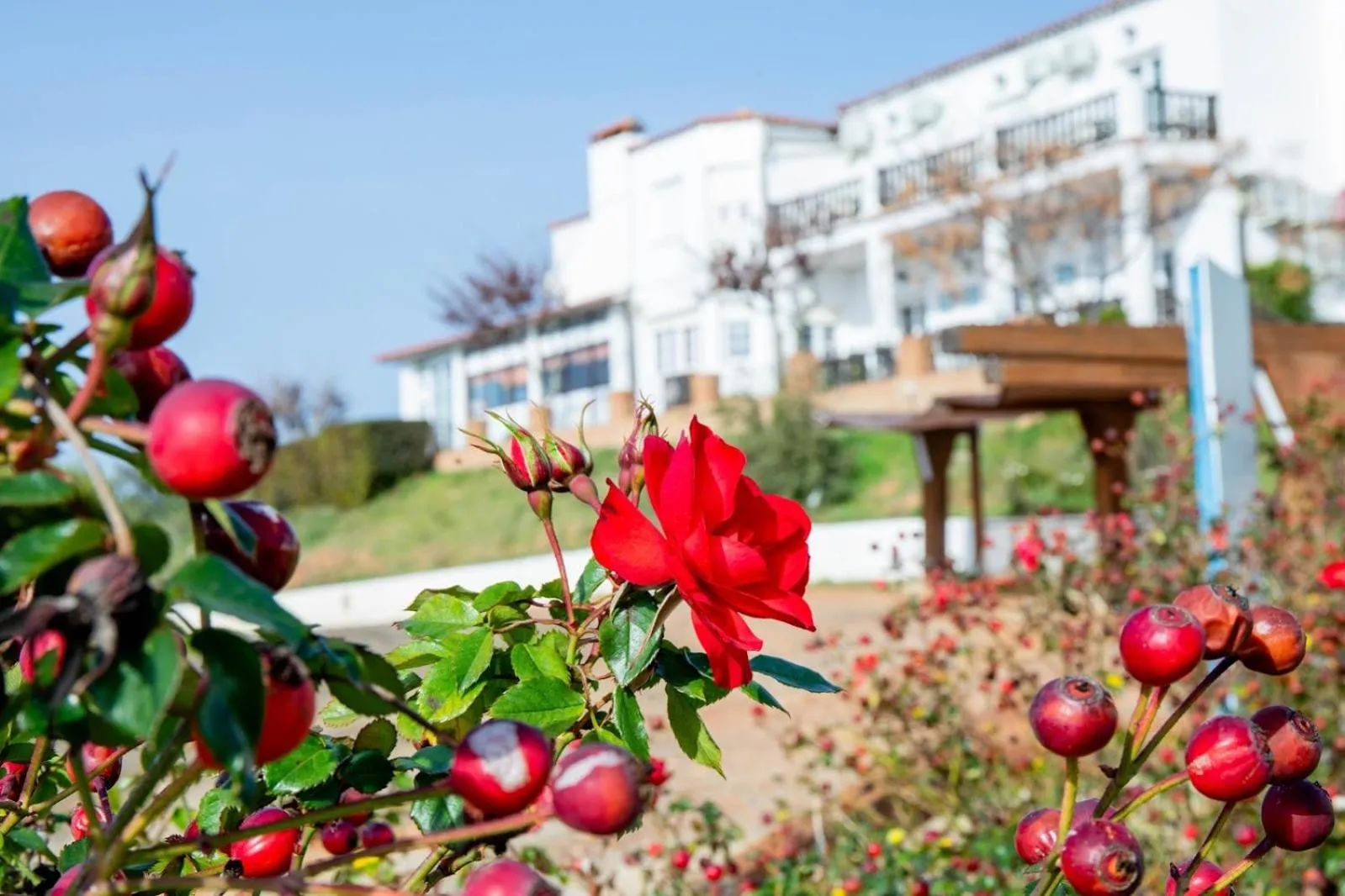 Garden in Complejo Los Veneros