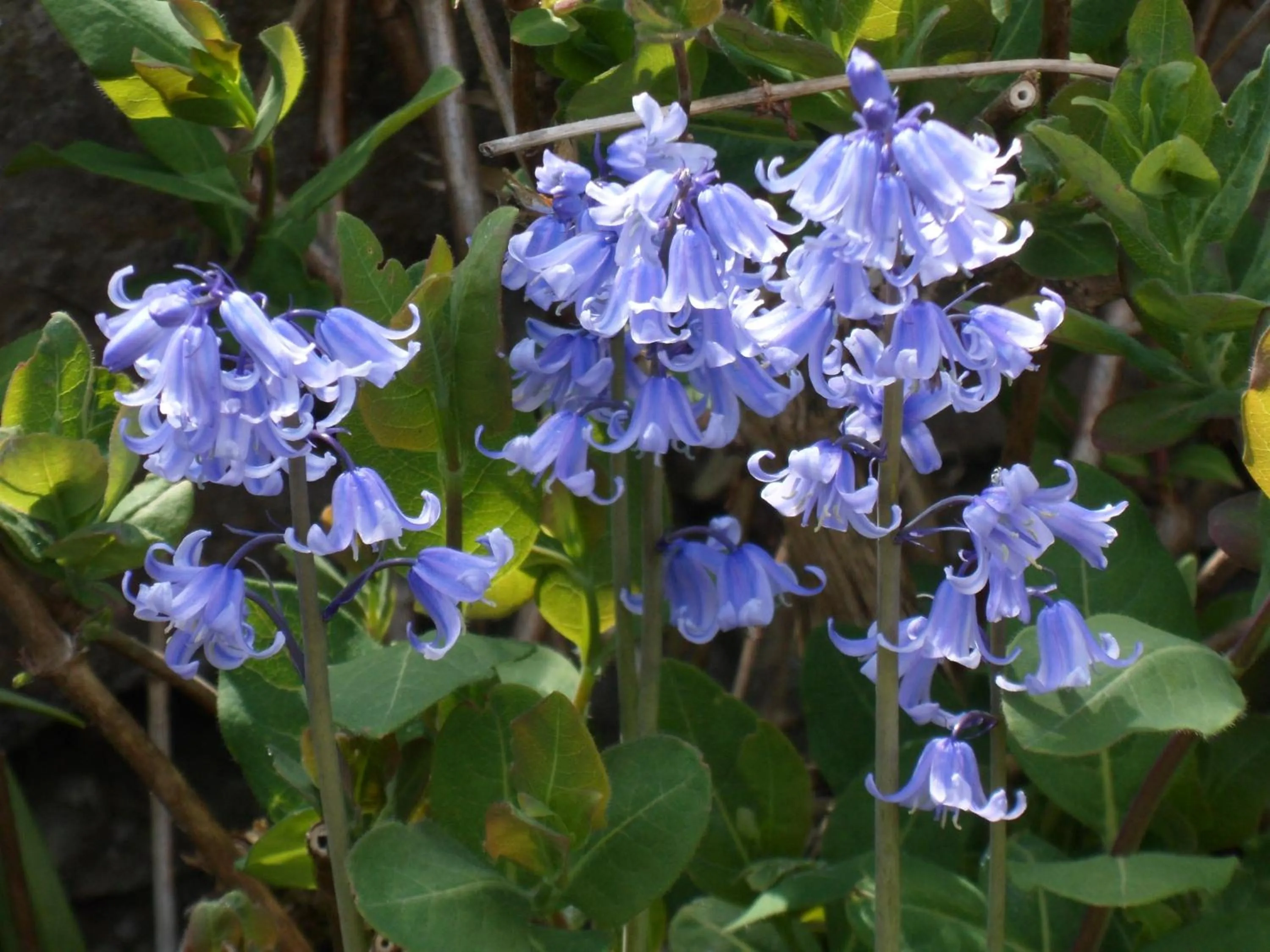 Garden in Nethercliffe Hotel