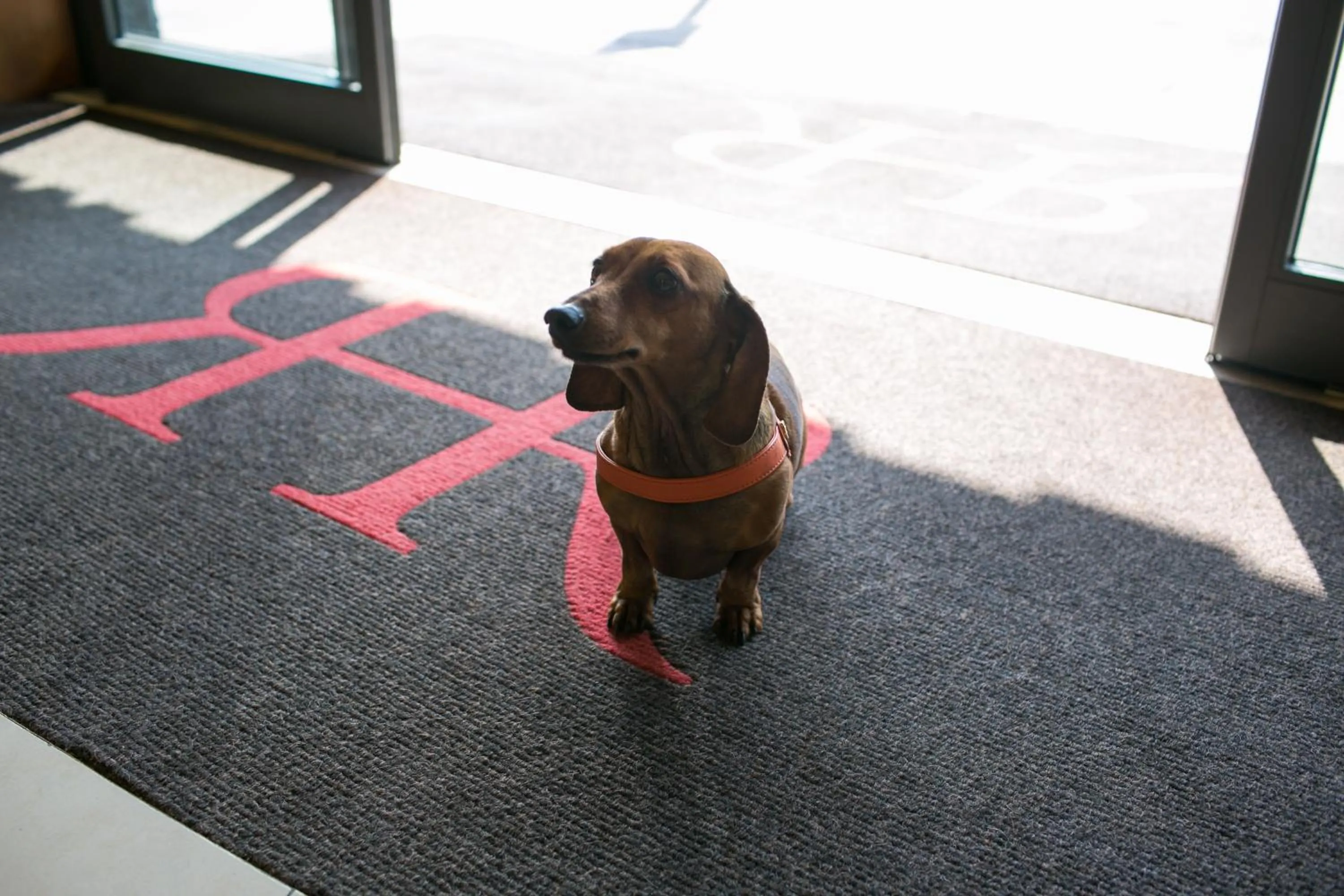 Animals in Rex Hotel Residence