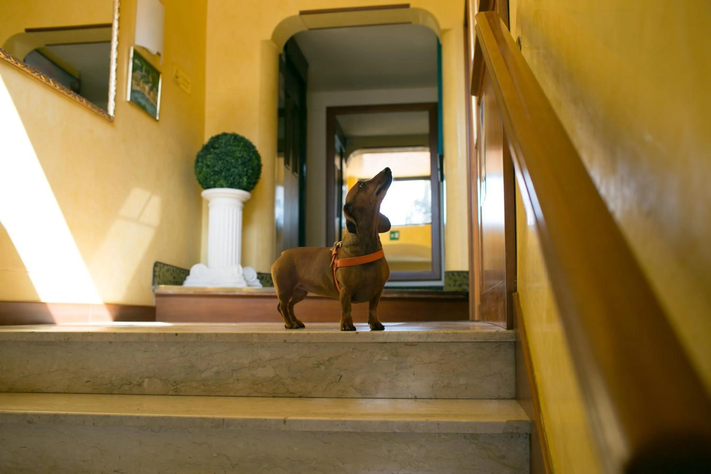 Pets in Rex Hotel Residence