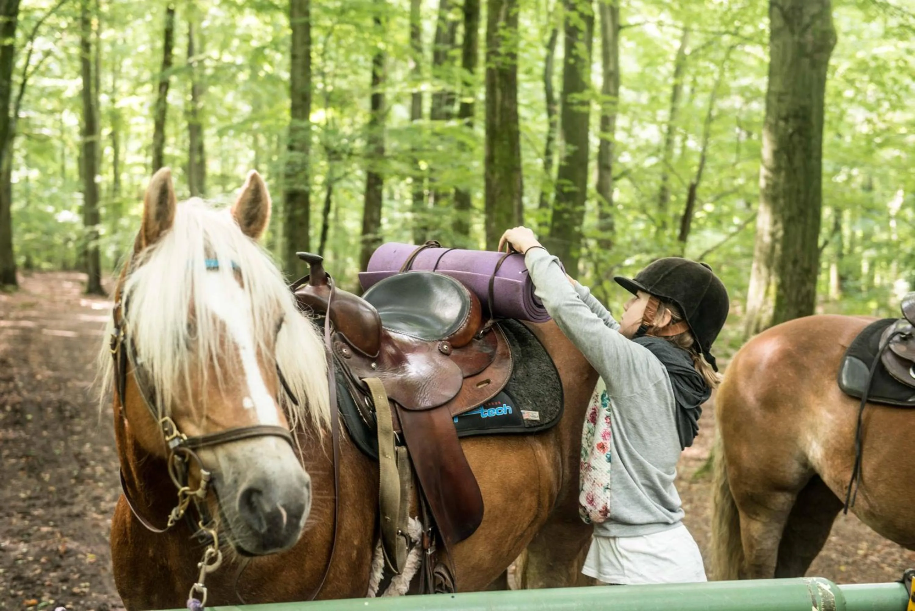 Horse-riding in STF Villa Söderåsen B&B