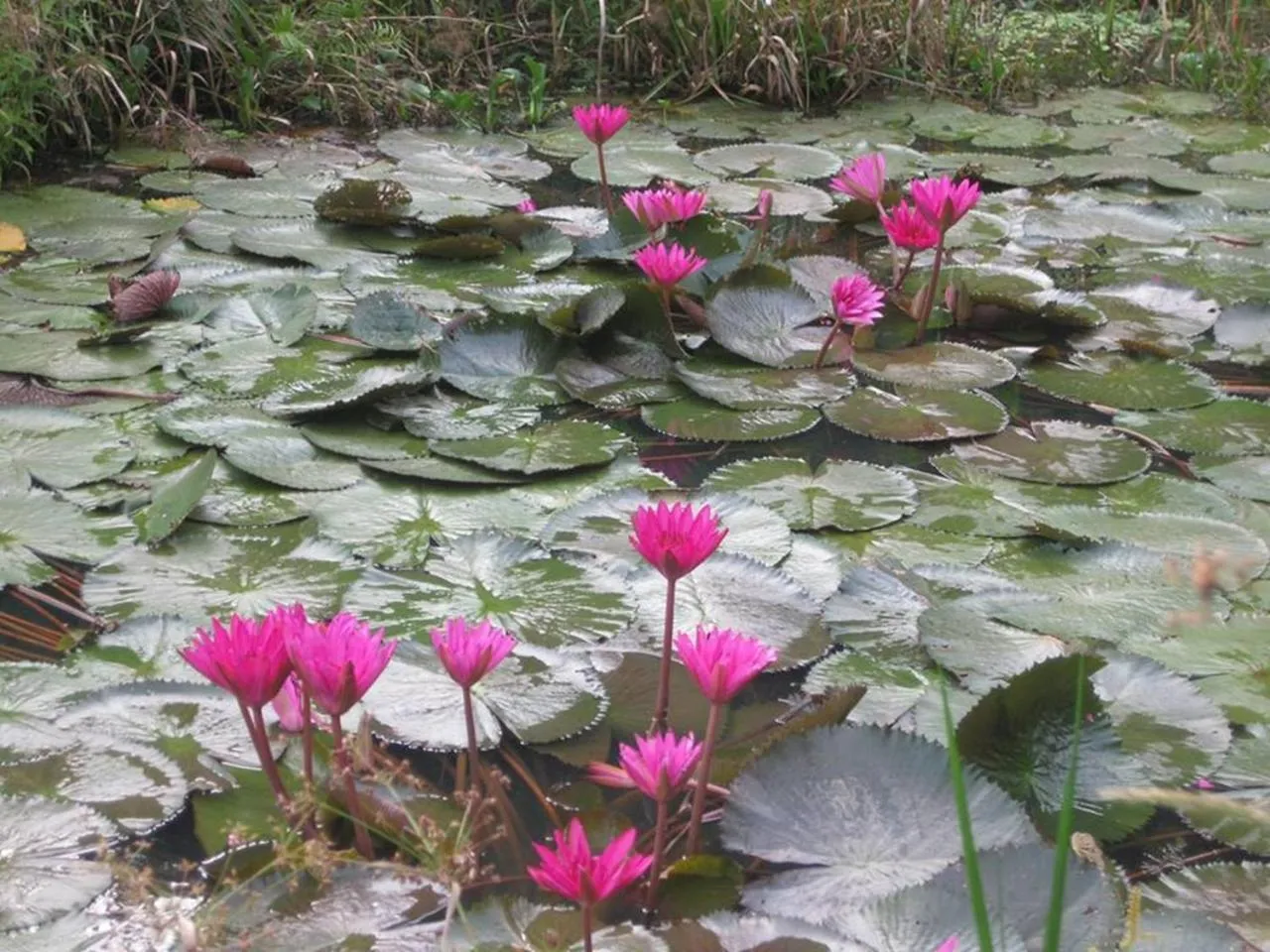 Other in Lys Homestay