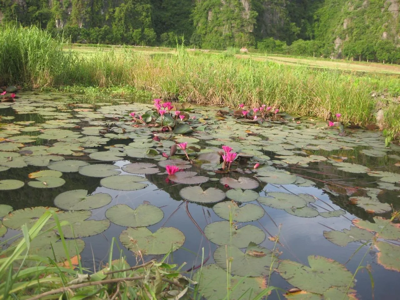 Natural landscape in Lys Homestay