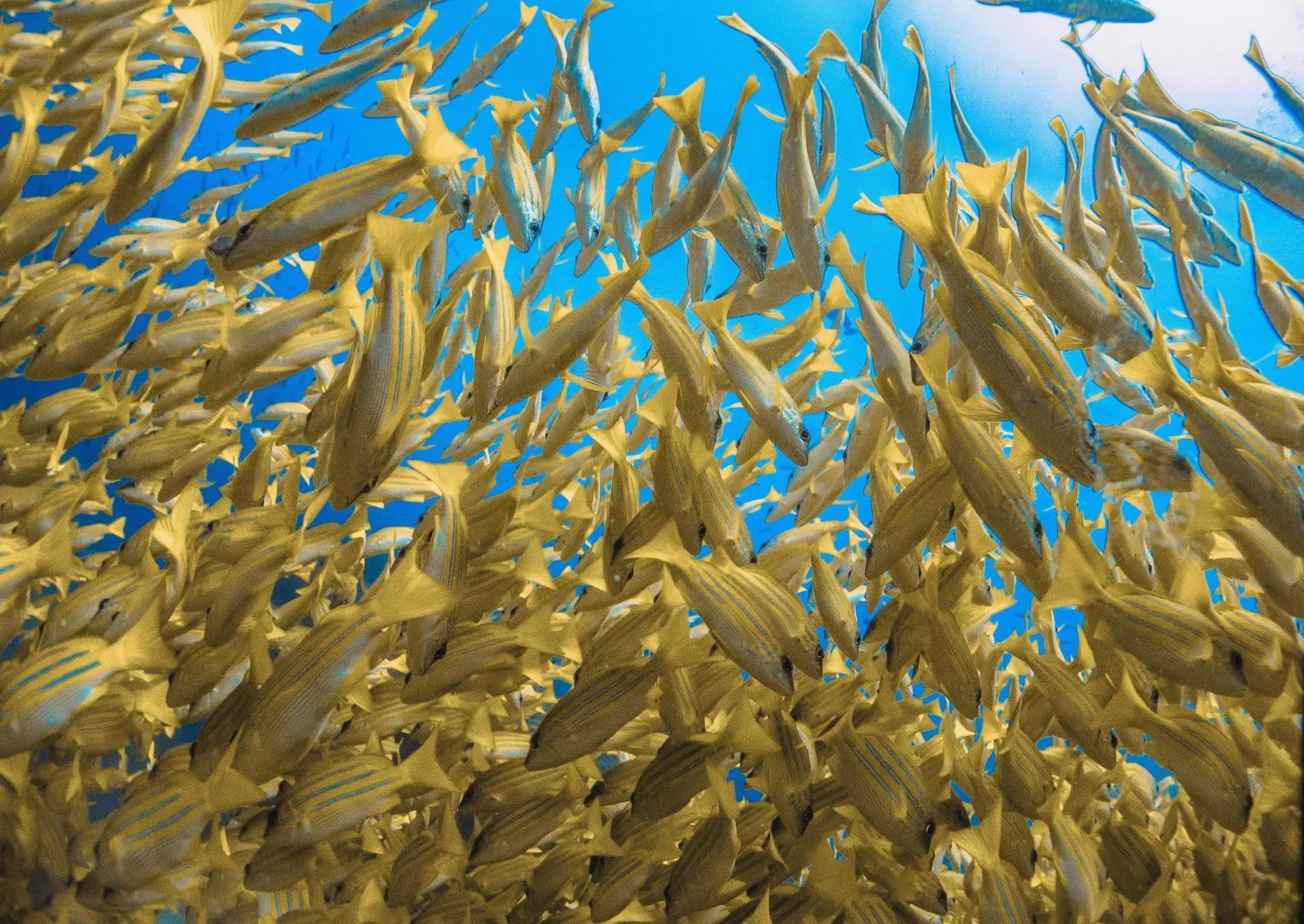 Diving in Bliss Dhigurah