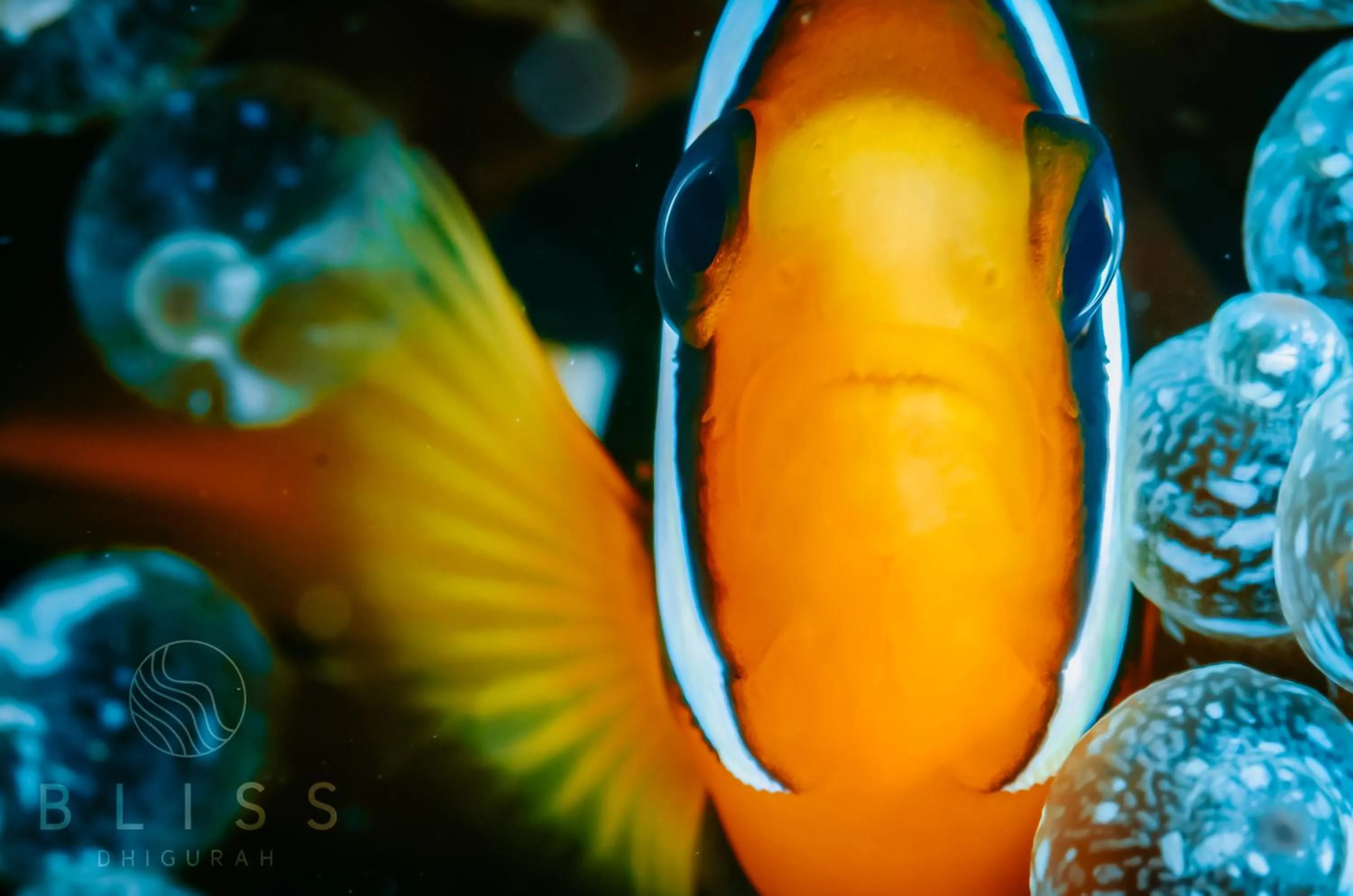 Animals in Bliss Dhigurah