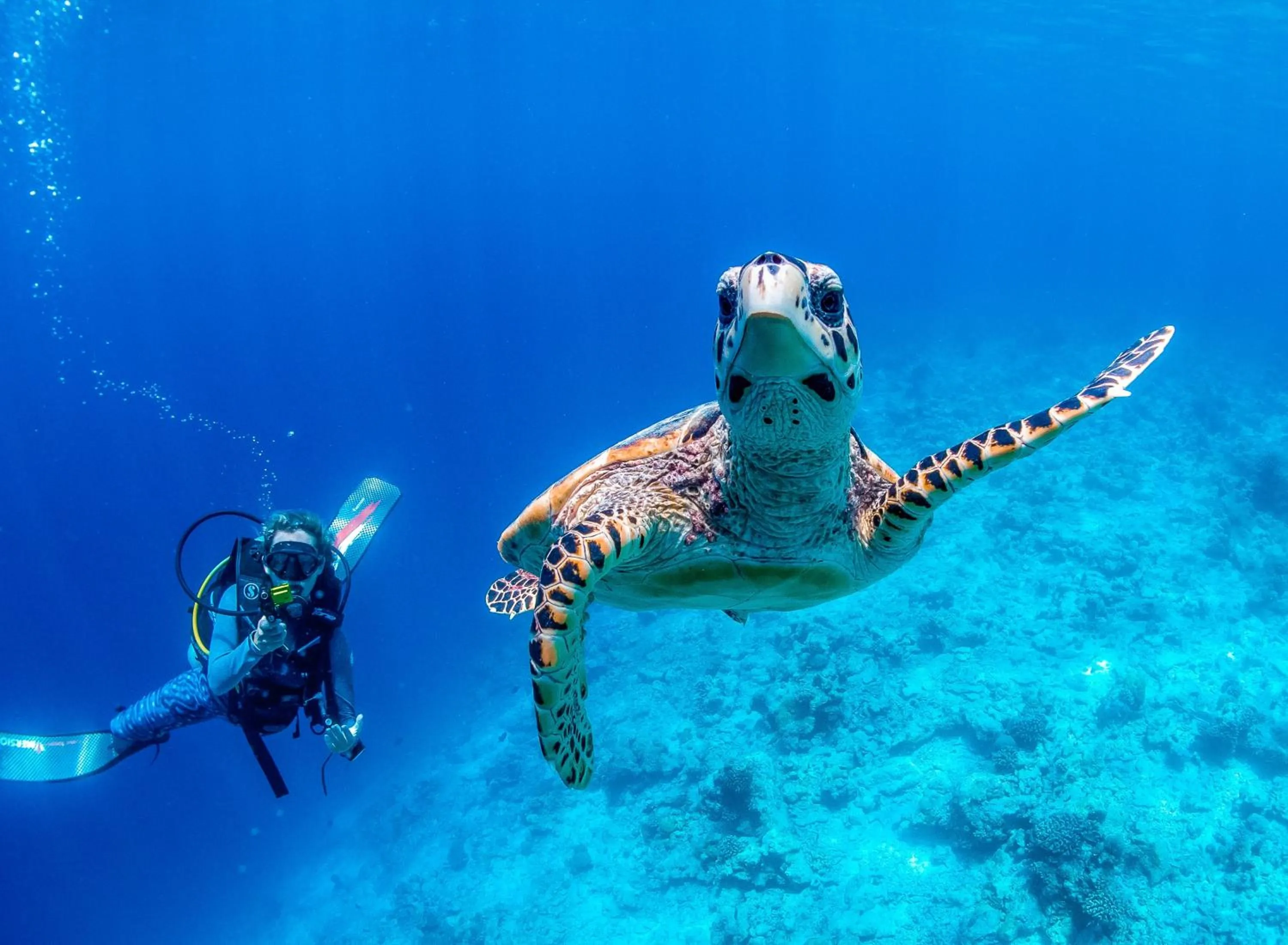 Diving in Bliss Dhigurah