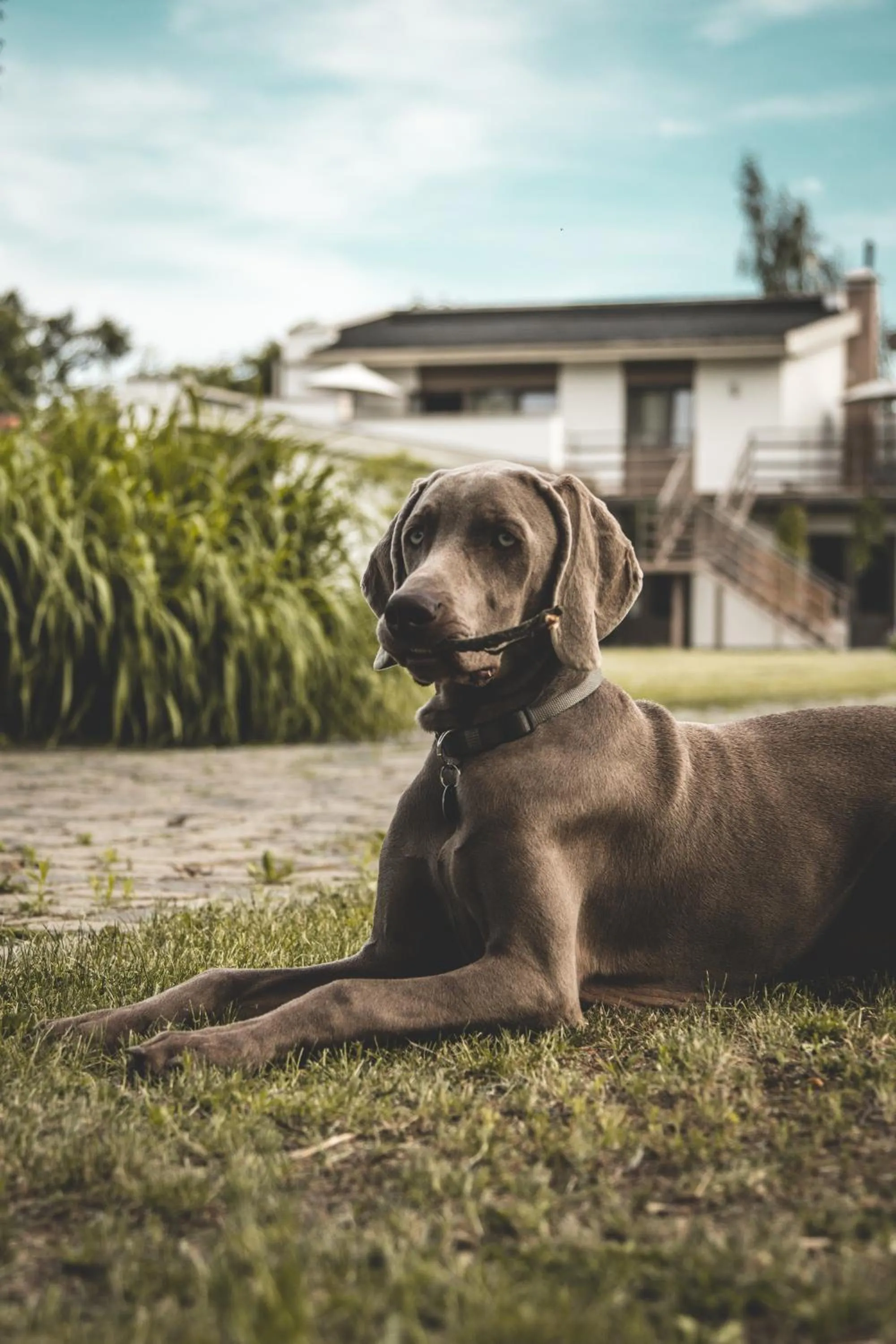 Animals in Prieka Pietura