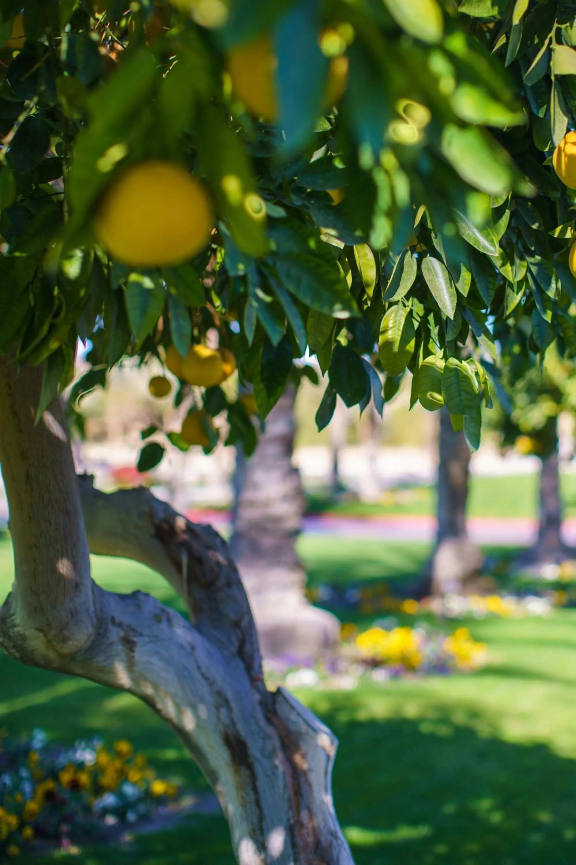 Other in The Westin Rancho Mirage Golf Resort & Spa