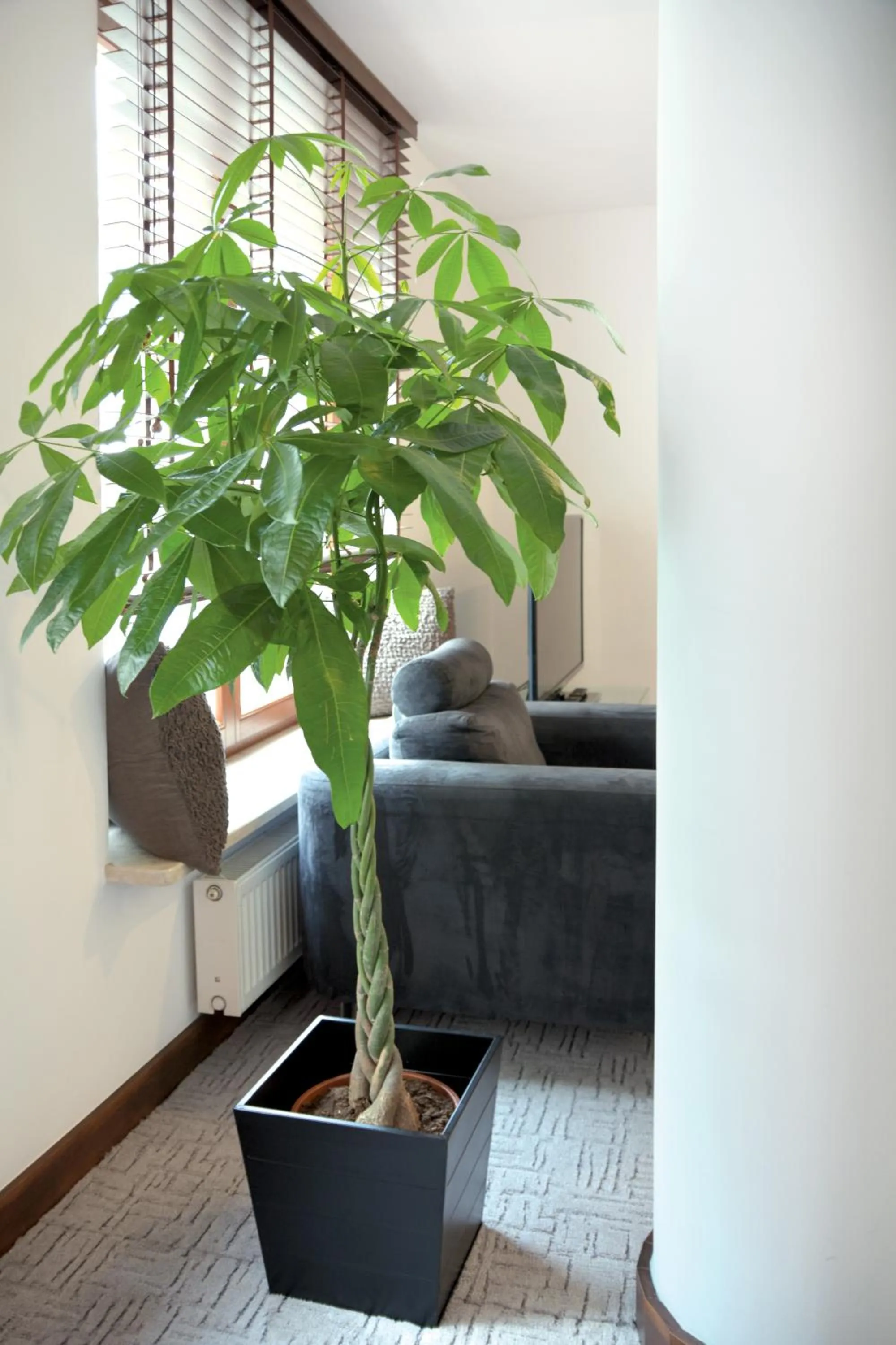 Photo of the whole room in Szucha Apartments