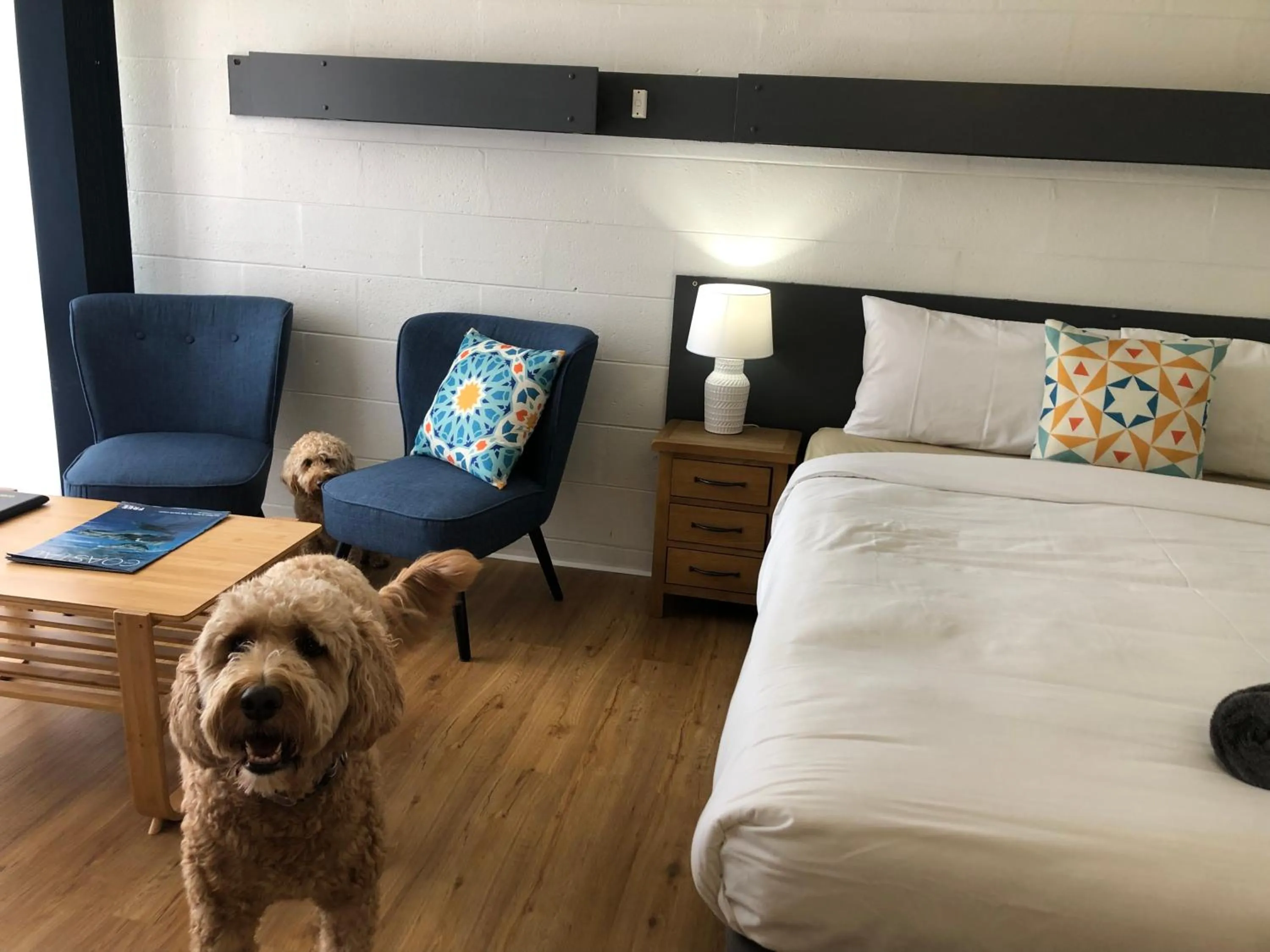 pet friendly, Bed in South Seas Motel