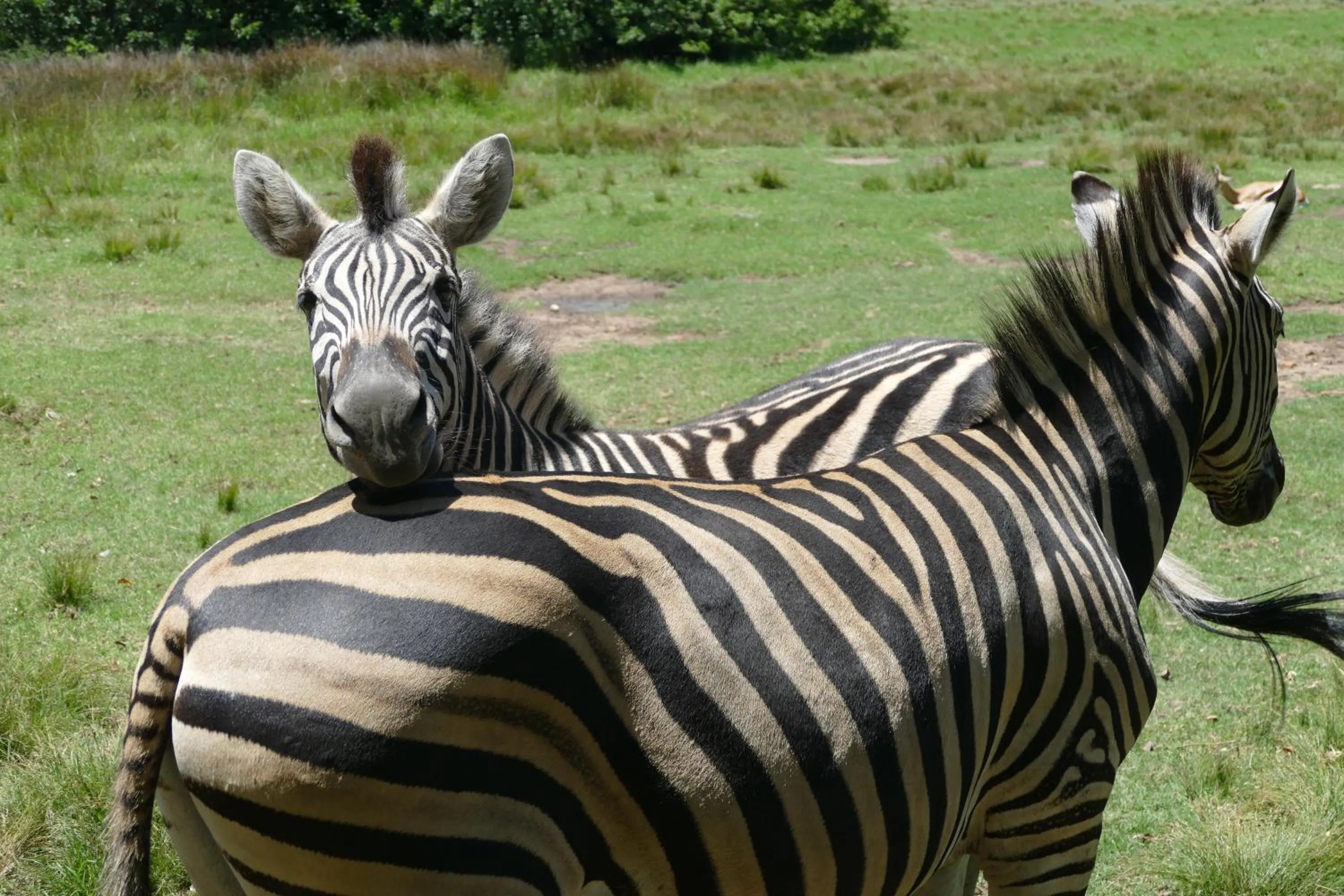 Animals in Rothman Manor