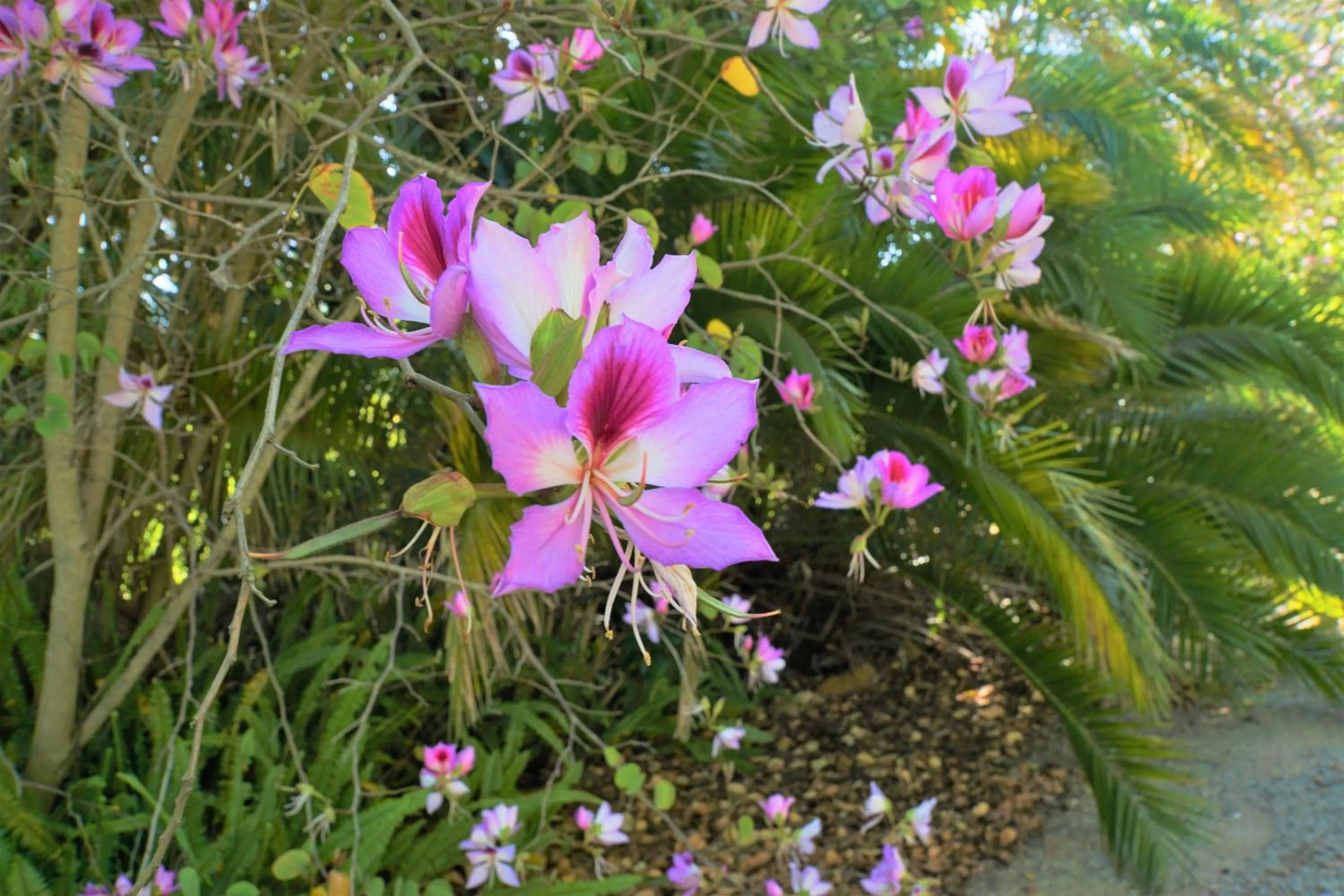 Garden in Swellendam Country Lodge - Guest House - B&B