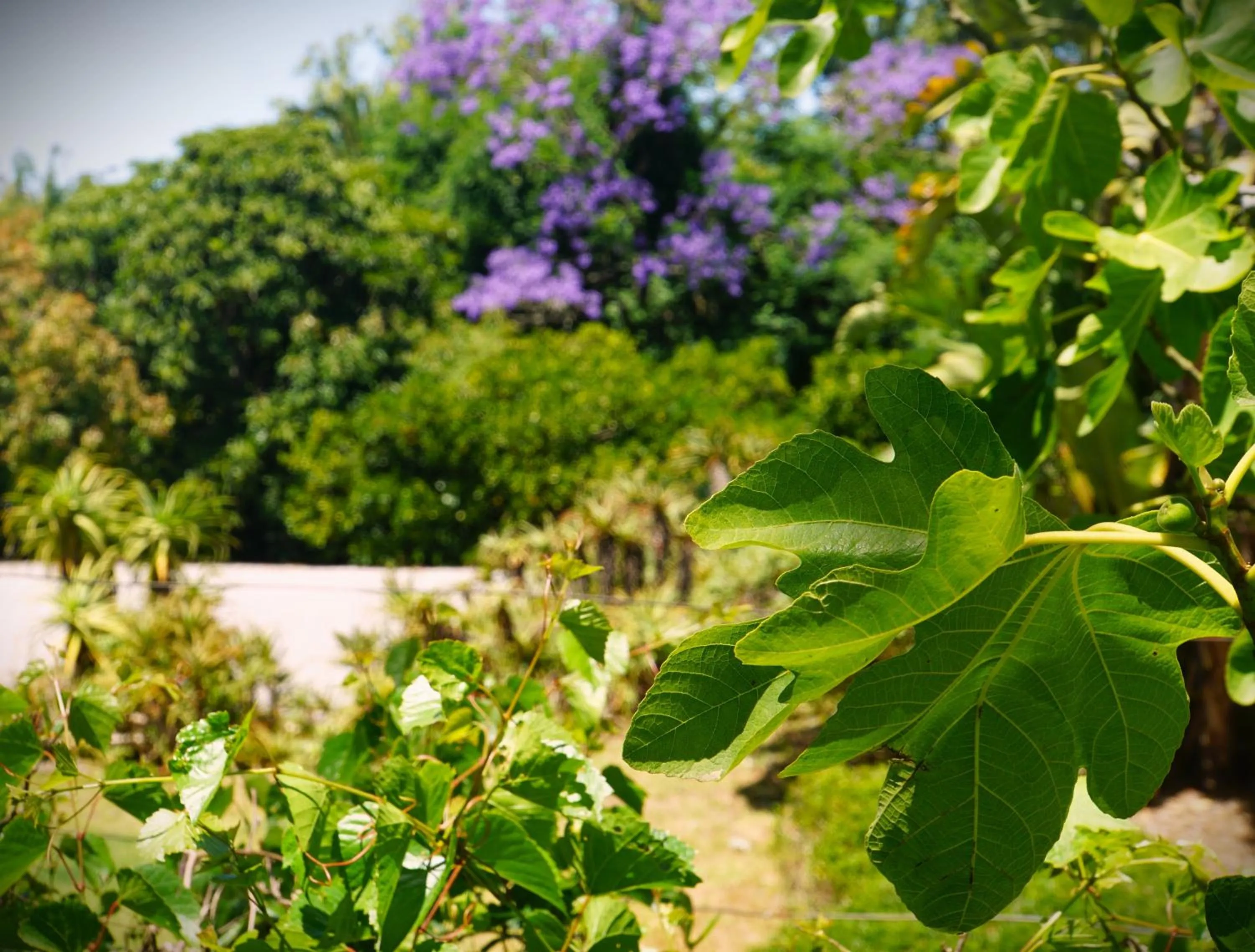 Garden in Swellendam Country Lodge - Guest House - B&B
