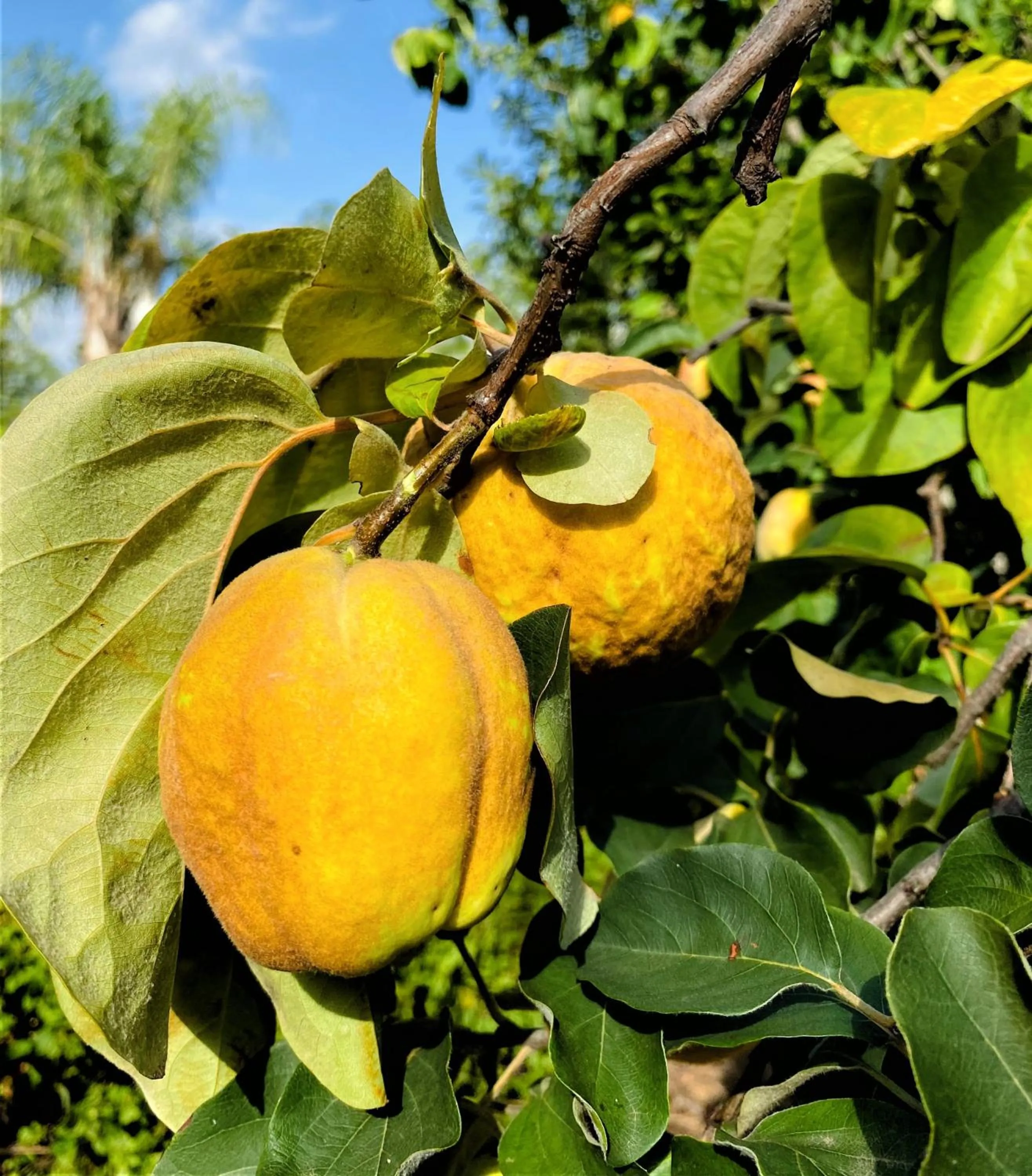 Garden in Swellendam Country Lodge - Guest House - B&B