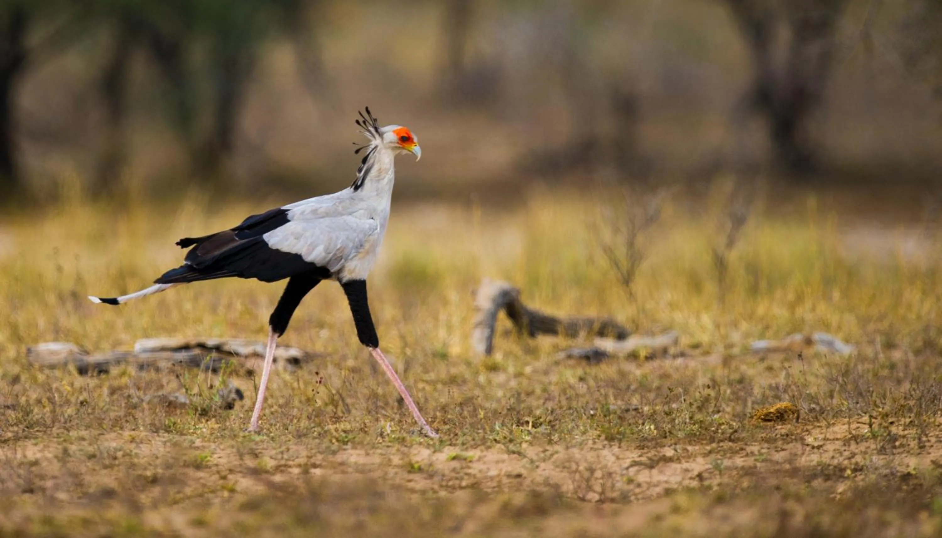 Animals in Swellendam Country Lodge - Guest House - B&B