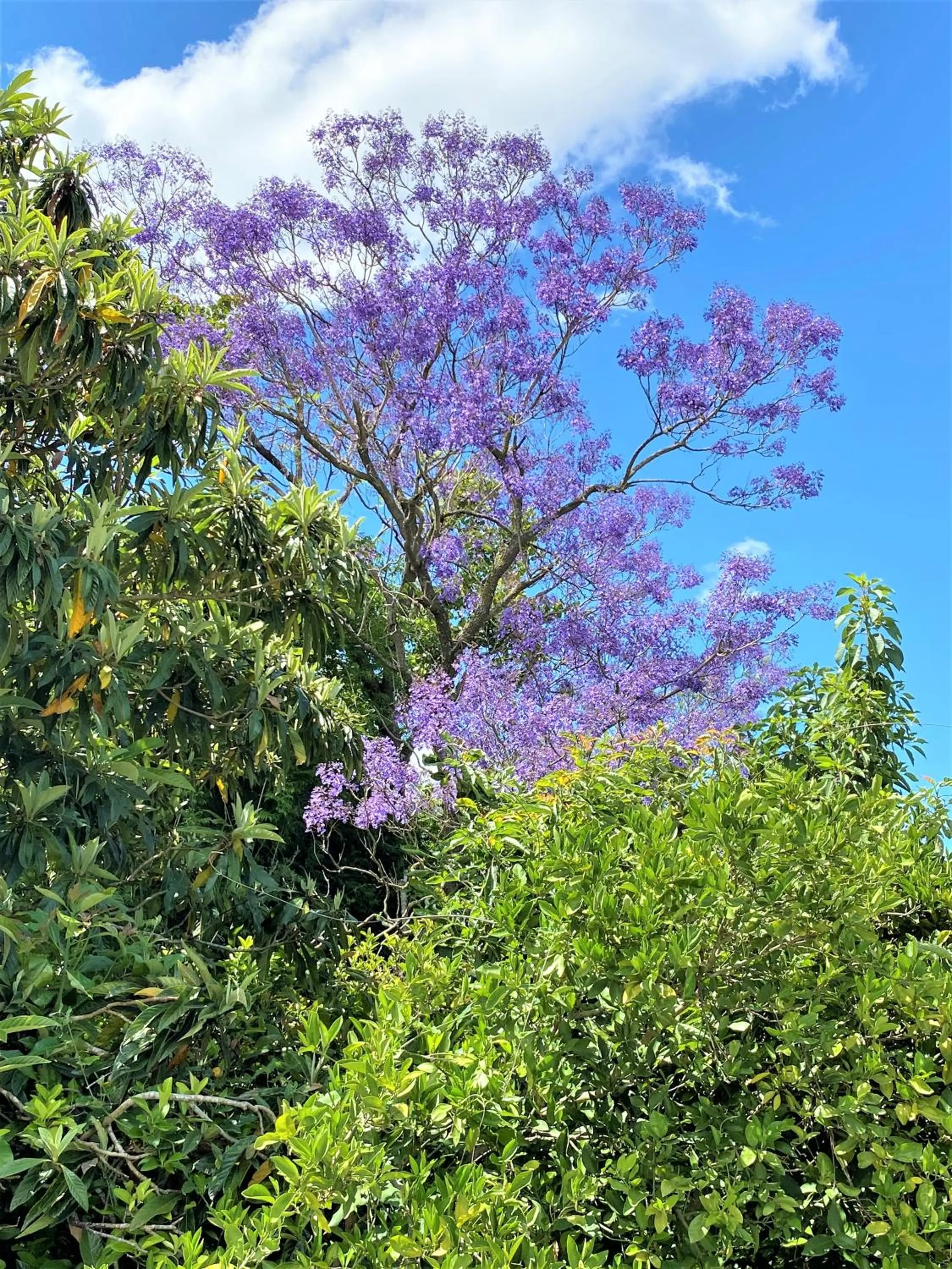 Garden in Swellendam Country Lodge - Guest House - B&B