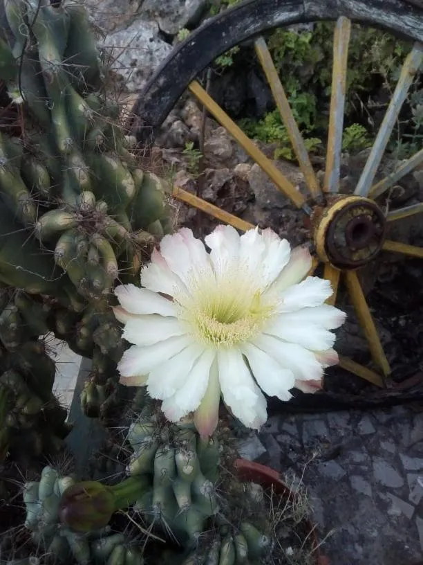 Garden in Guesthouse A Lareira