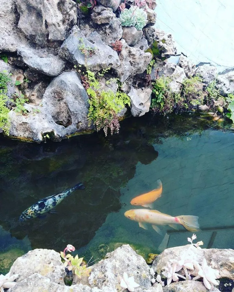 Garden view in Guesthouse A Lareira