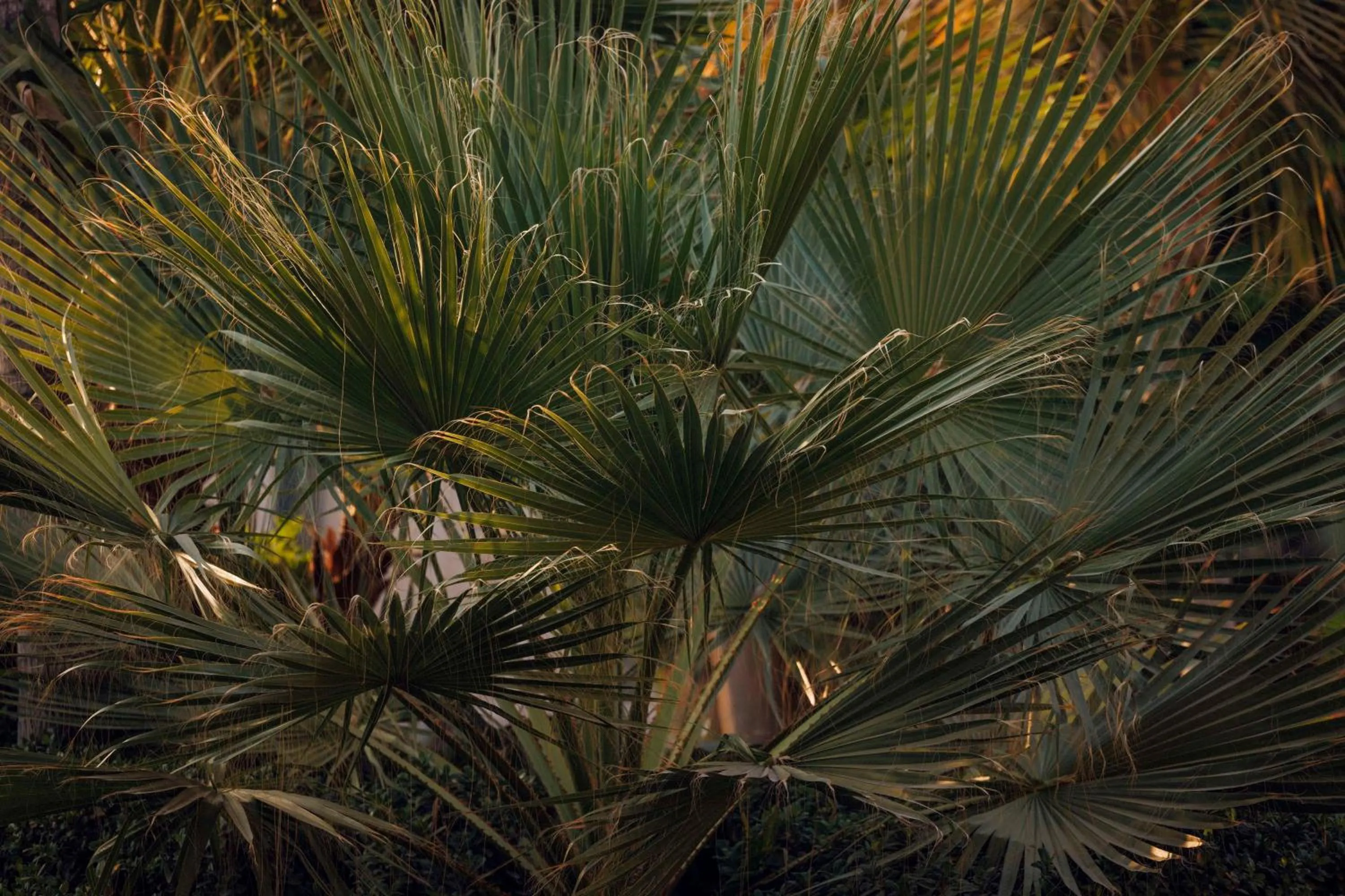 Garden in One&Only The Palm Dubai