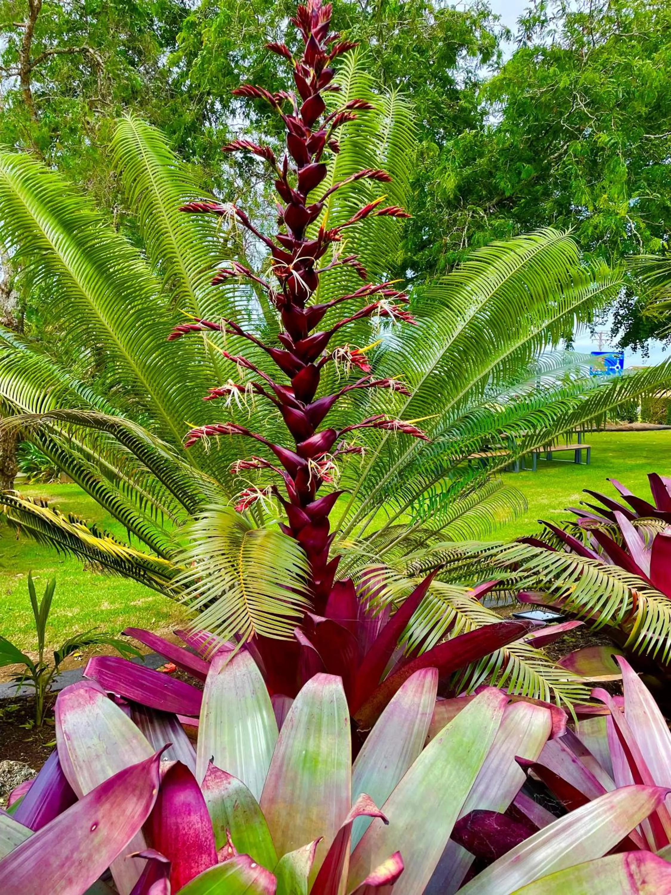 Garden in Stay Kerikeri