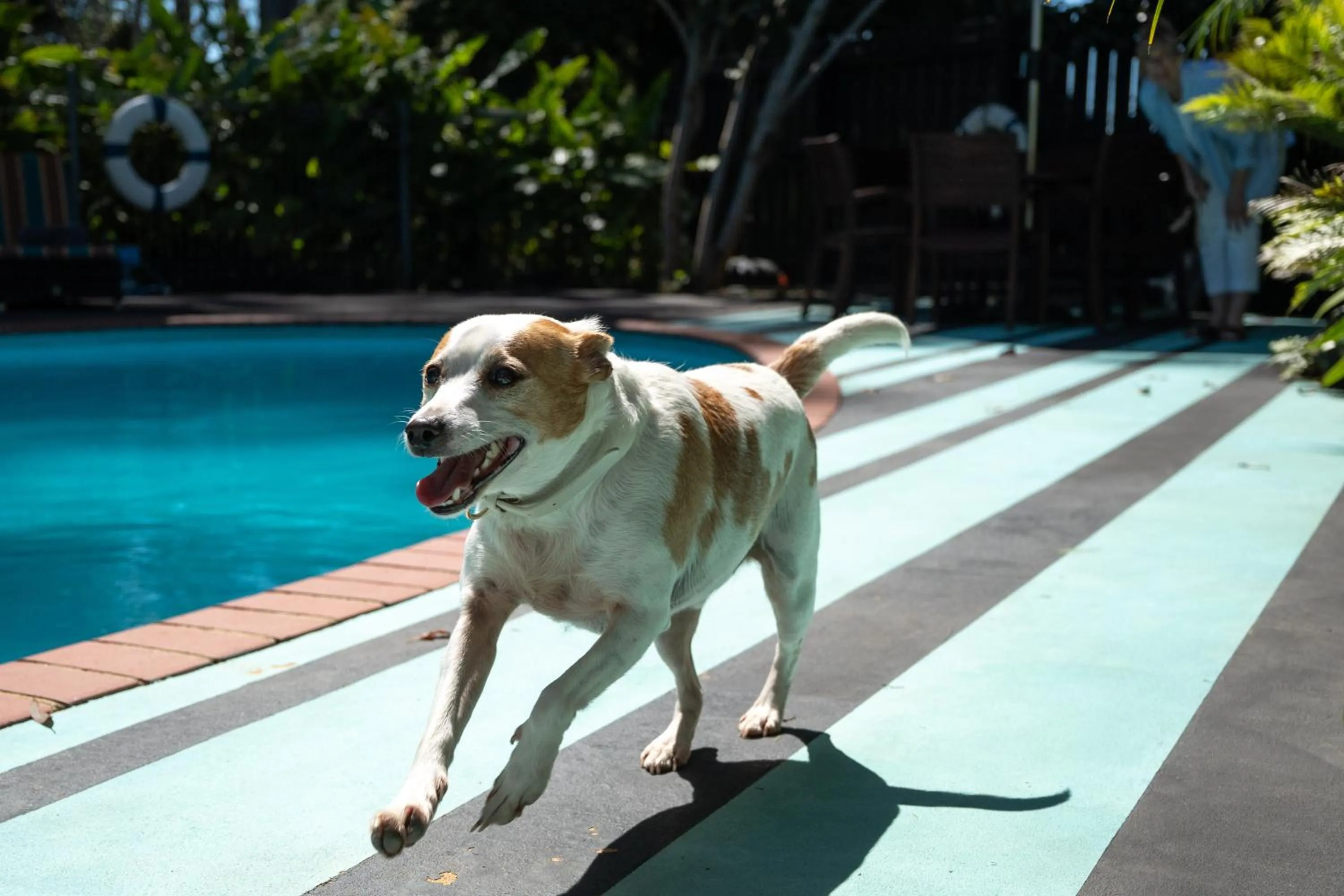 Pets in Stay Kerikeri