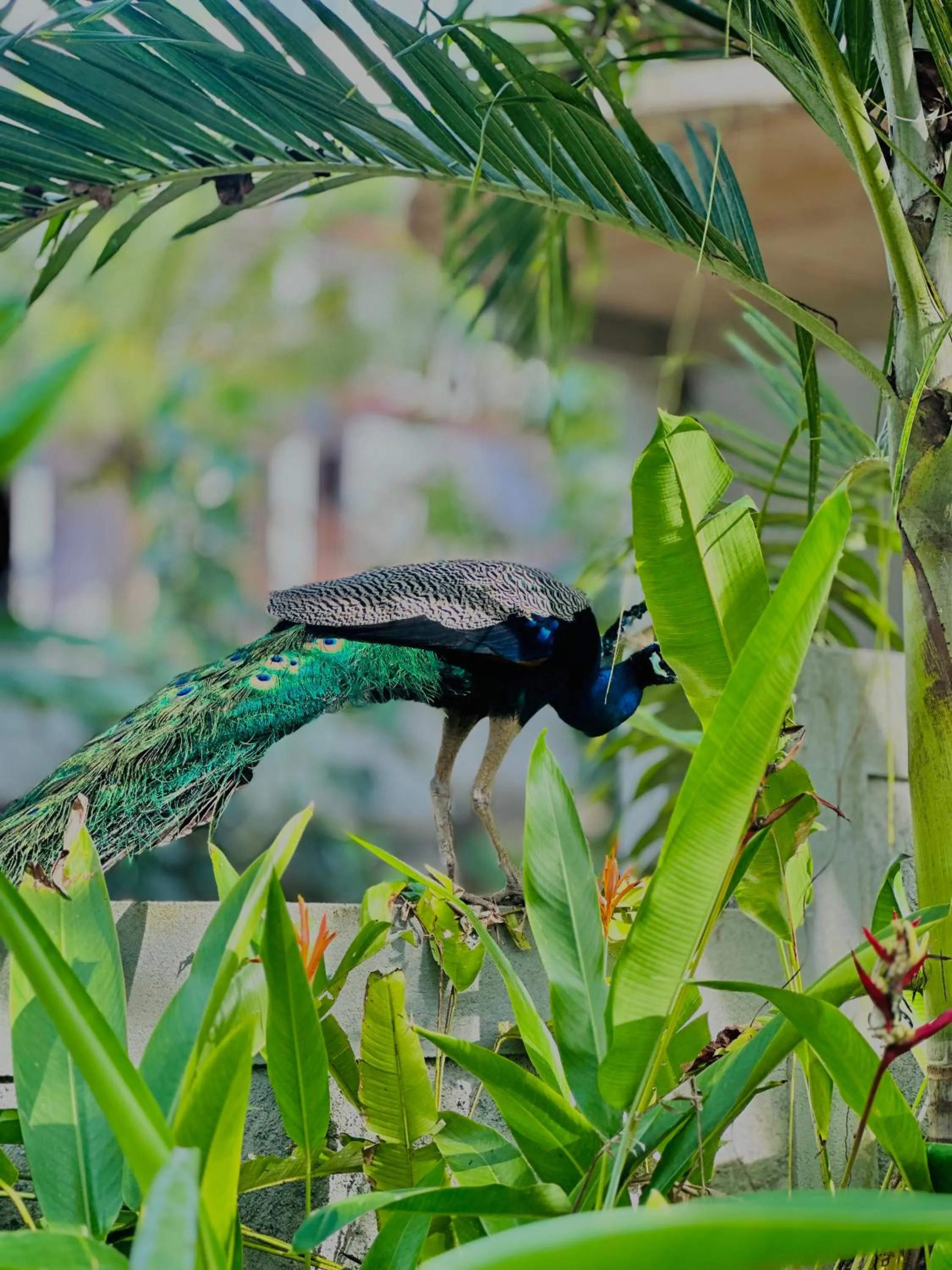 Rekawa Turtle Gate Hotel