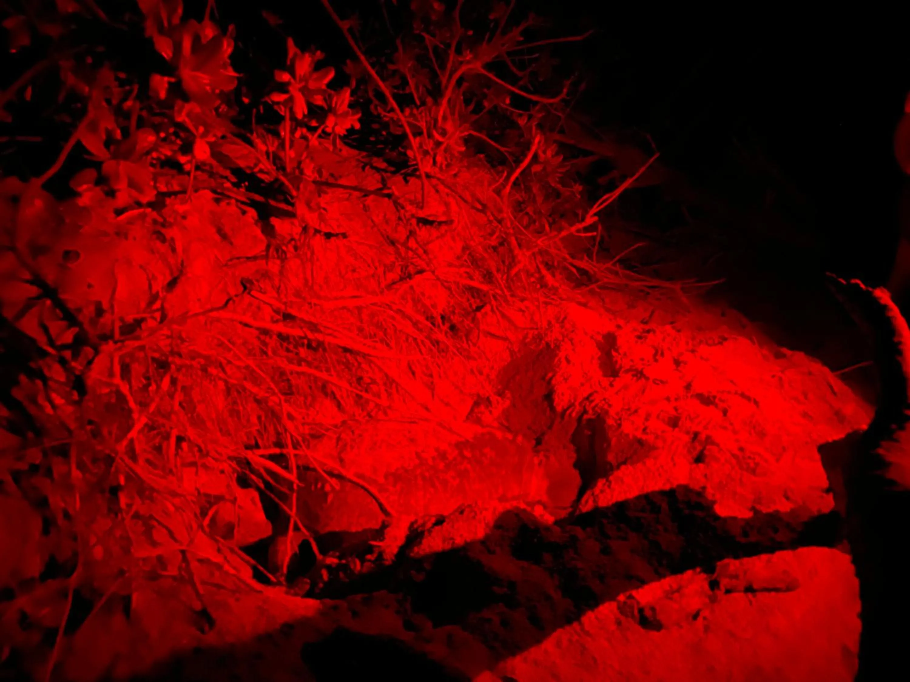 Night in Rekawa Turtle Gate Hotel