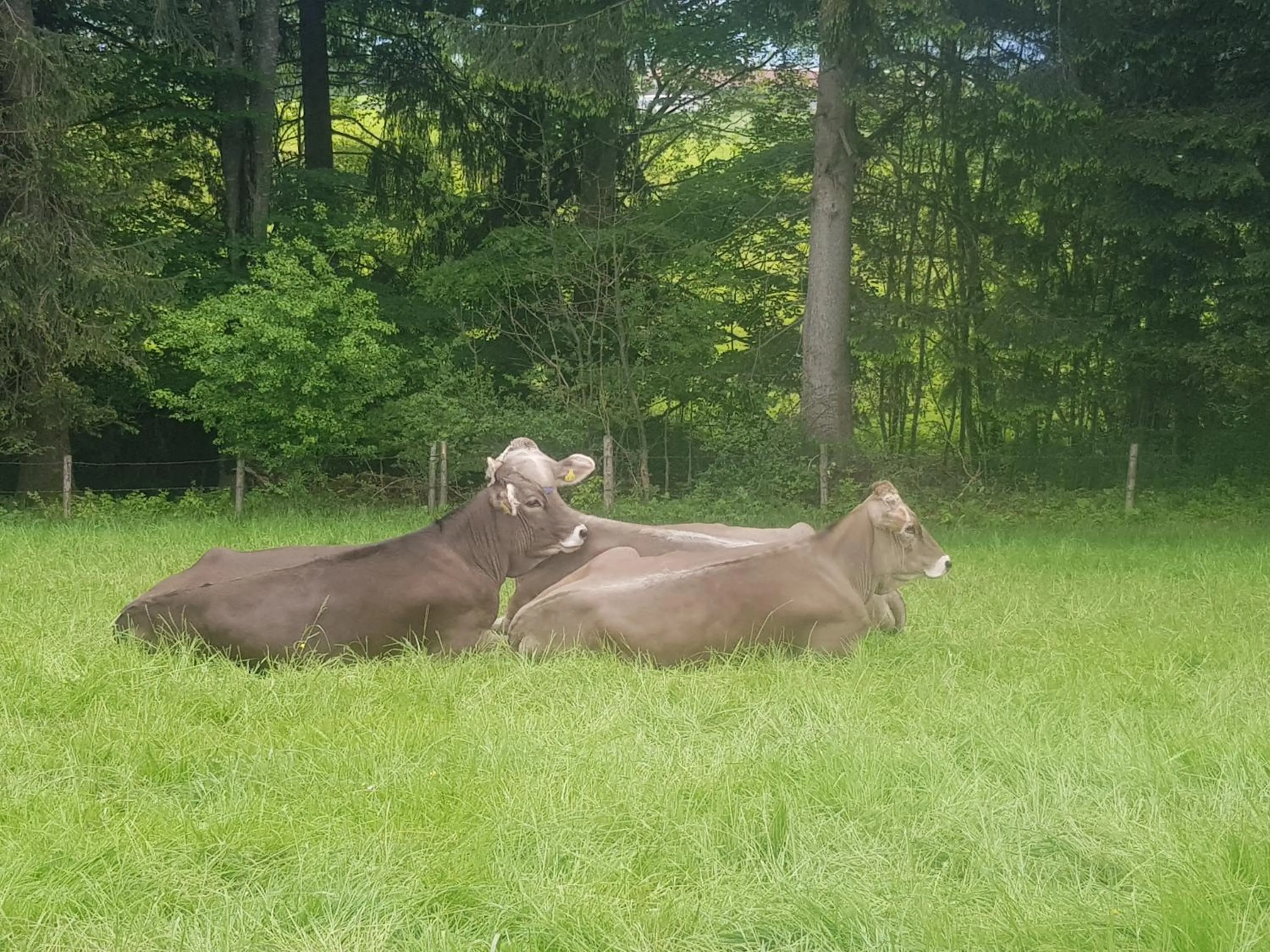 Animals in Hotel Alpenglühn