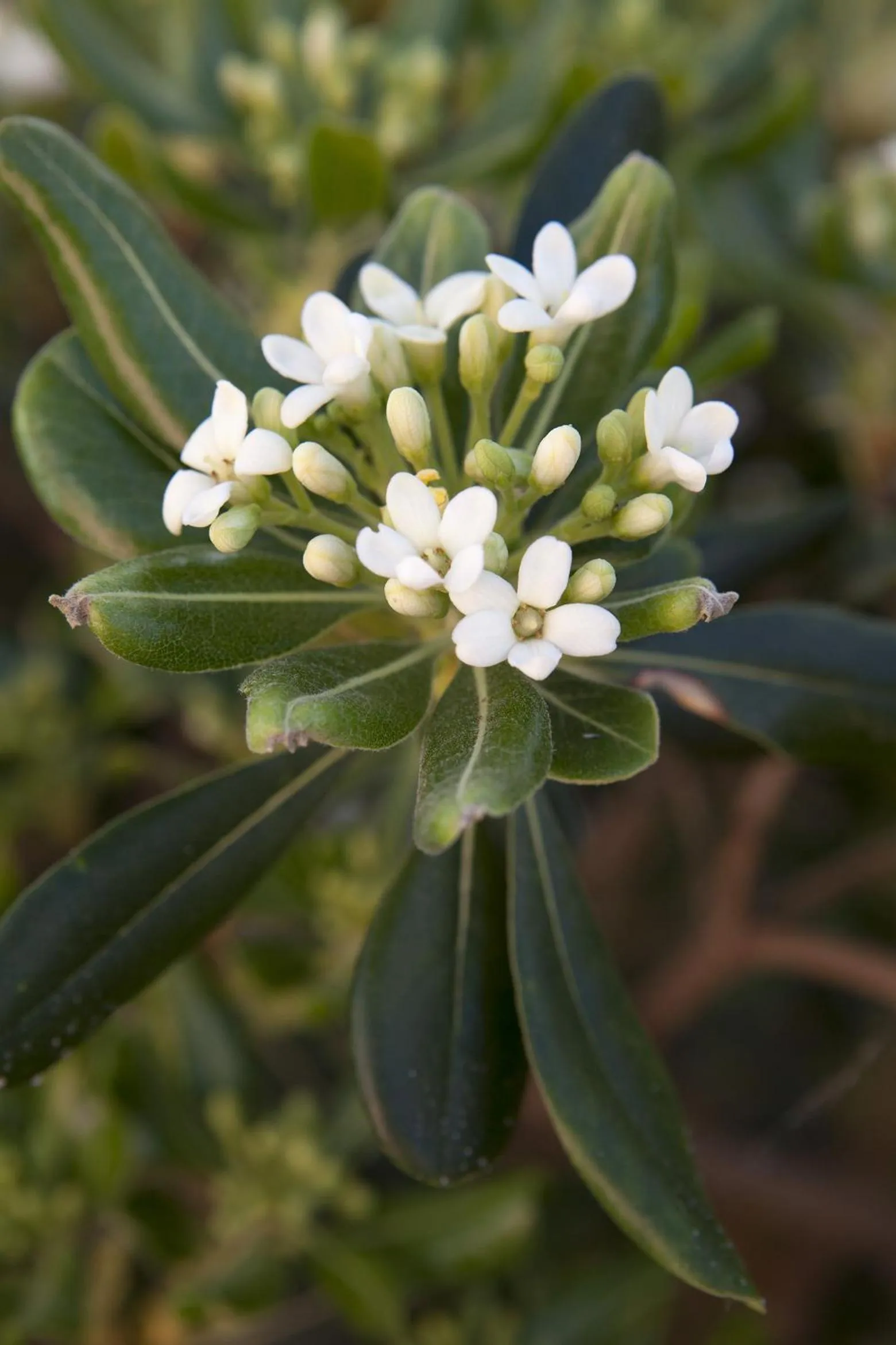 Nearby landmark in Anna Katerina Apartments