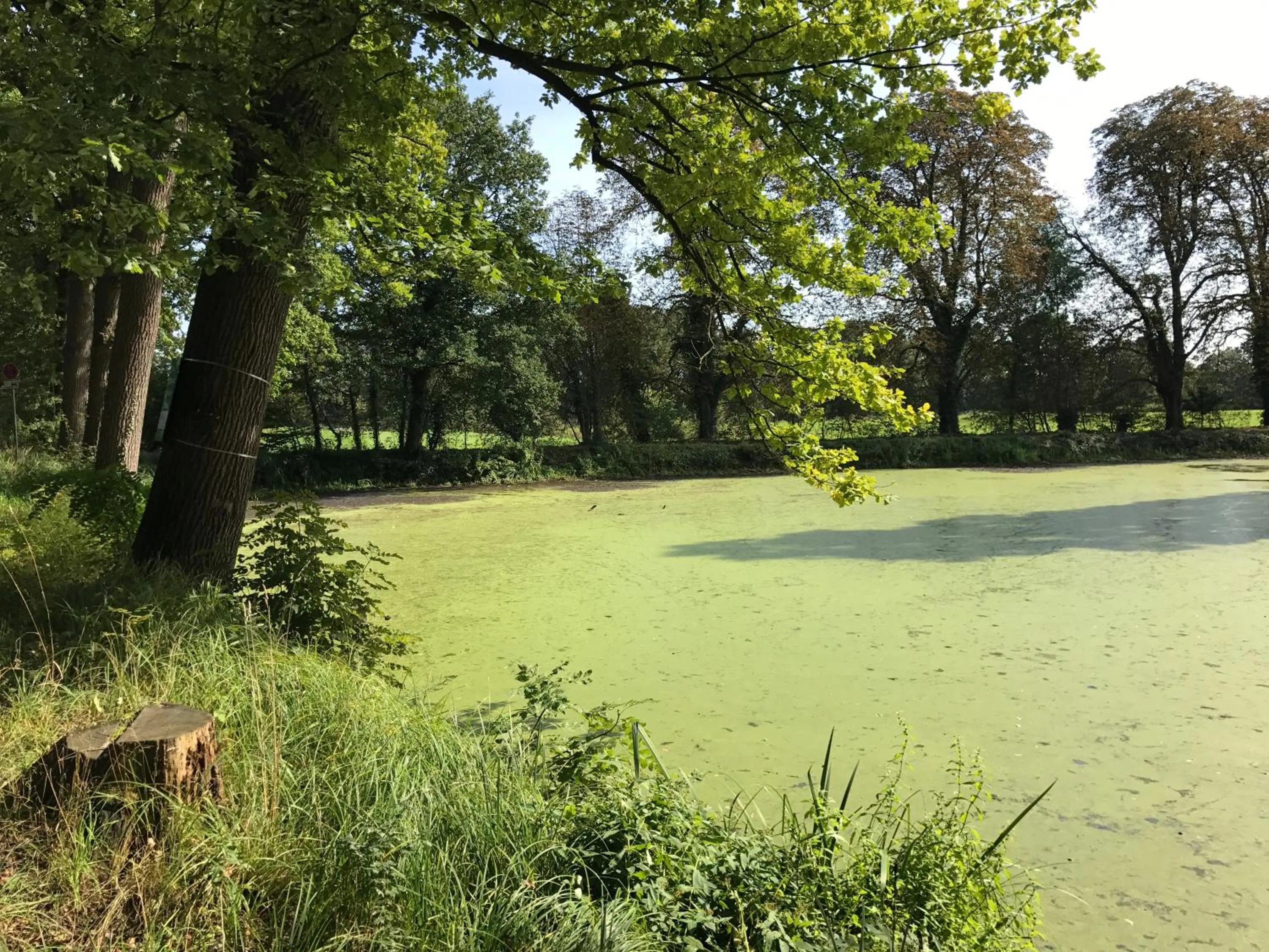 Property building in Hotel Rheinischer Hof