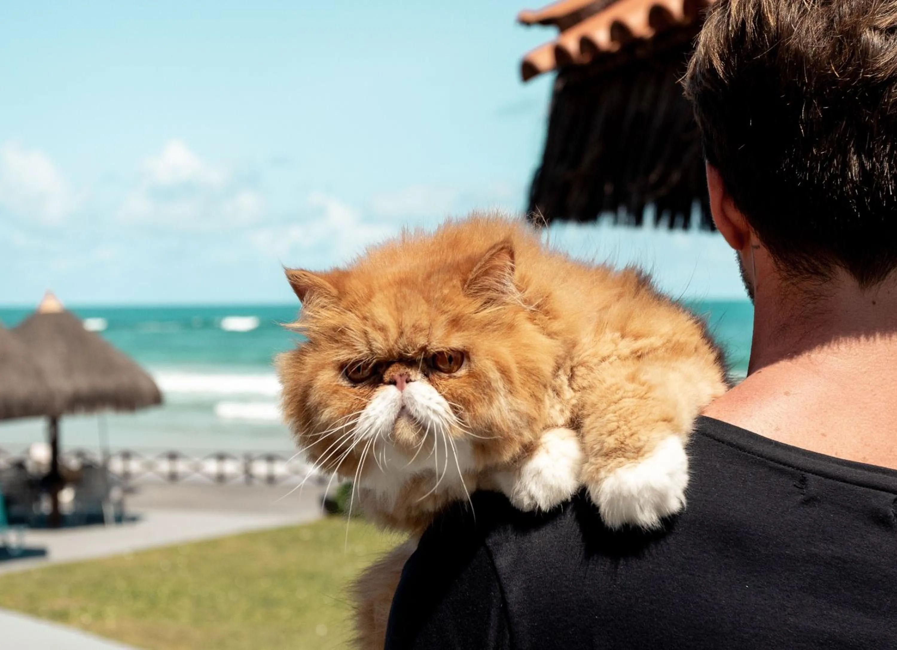 View (from property/room) in Pousada Tabapitanga