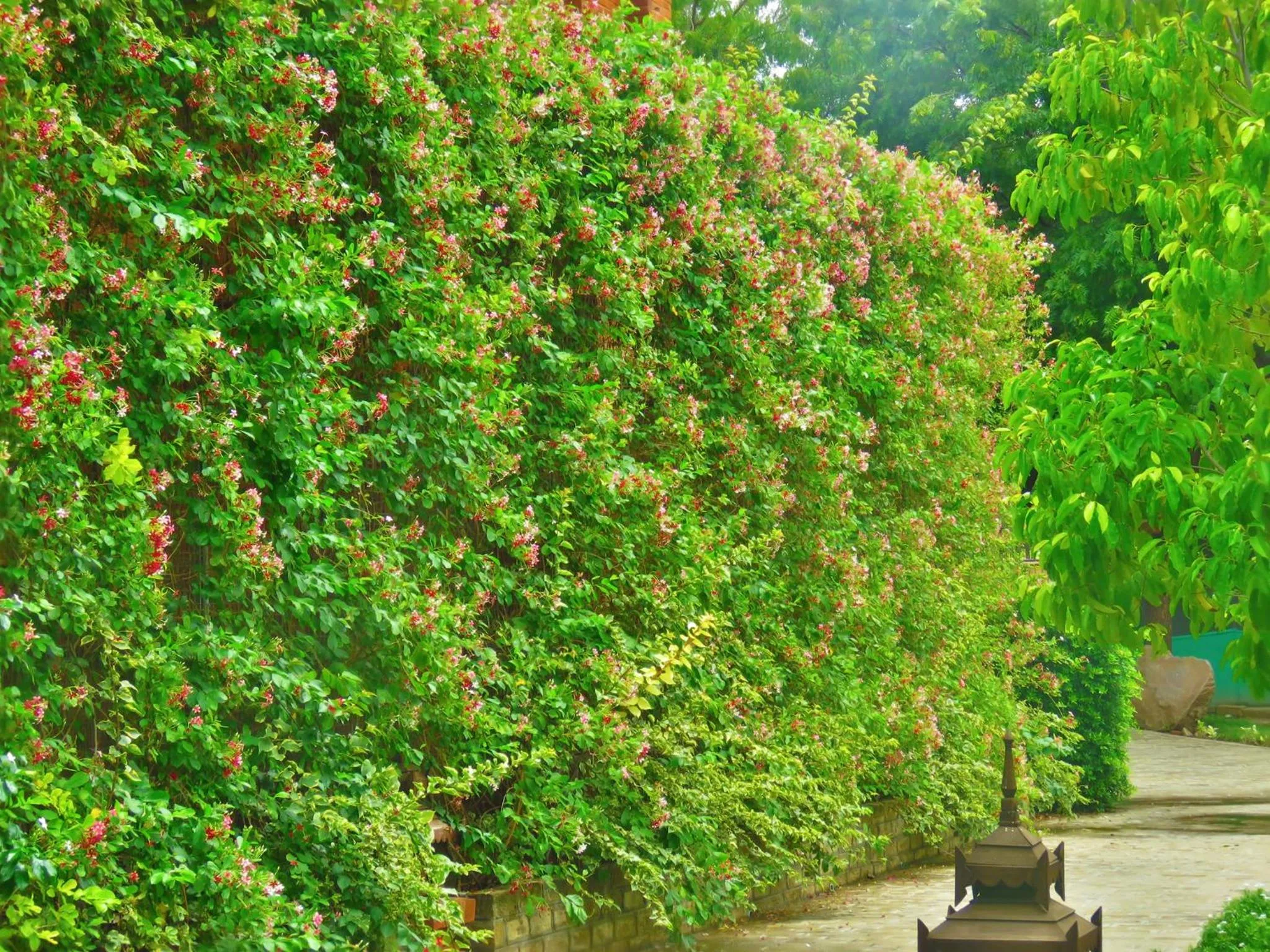 Garden in Heritage Bagan Hotel