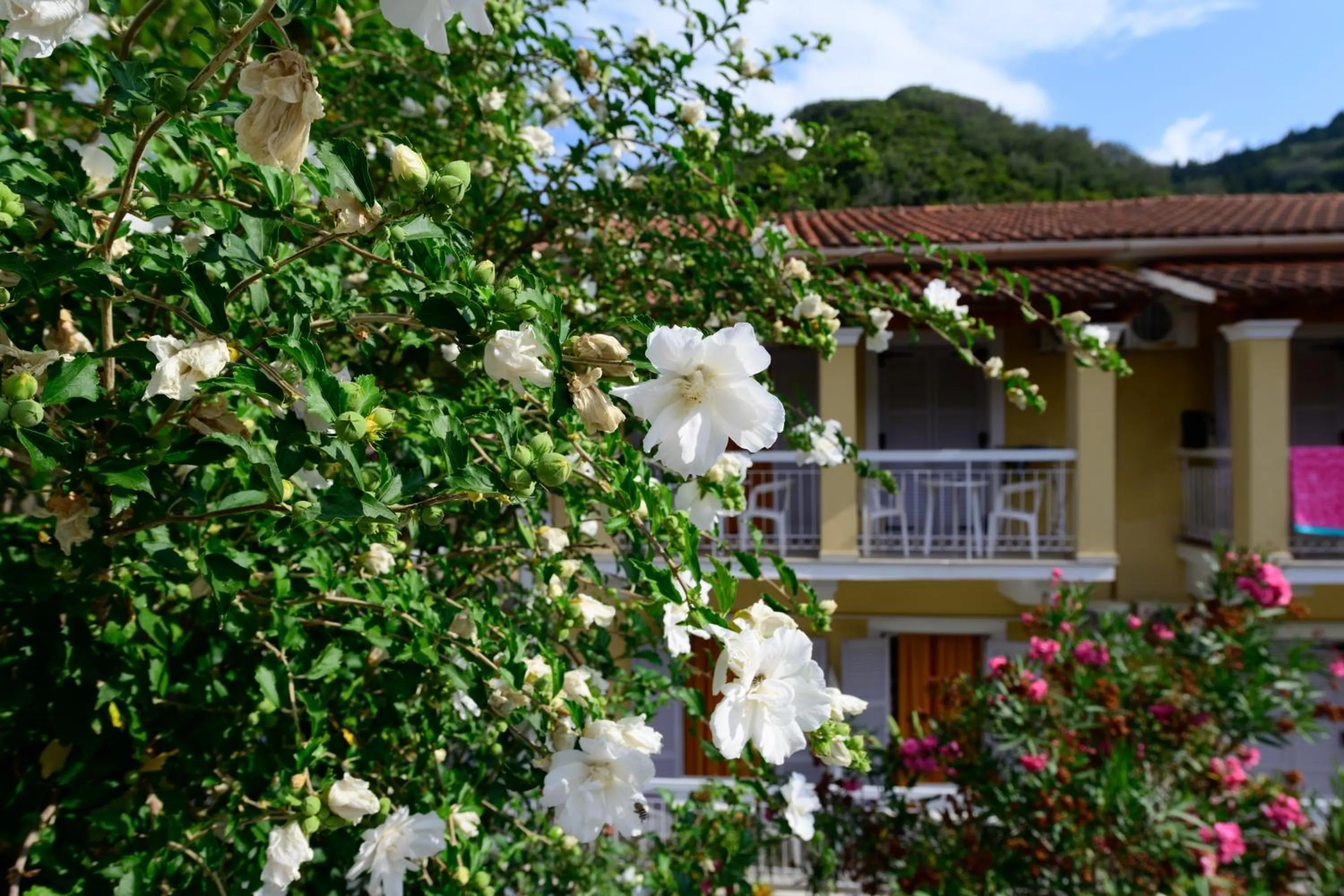 Marina Apartments, Agios Gordios Corfu