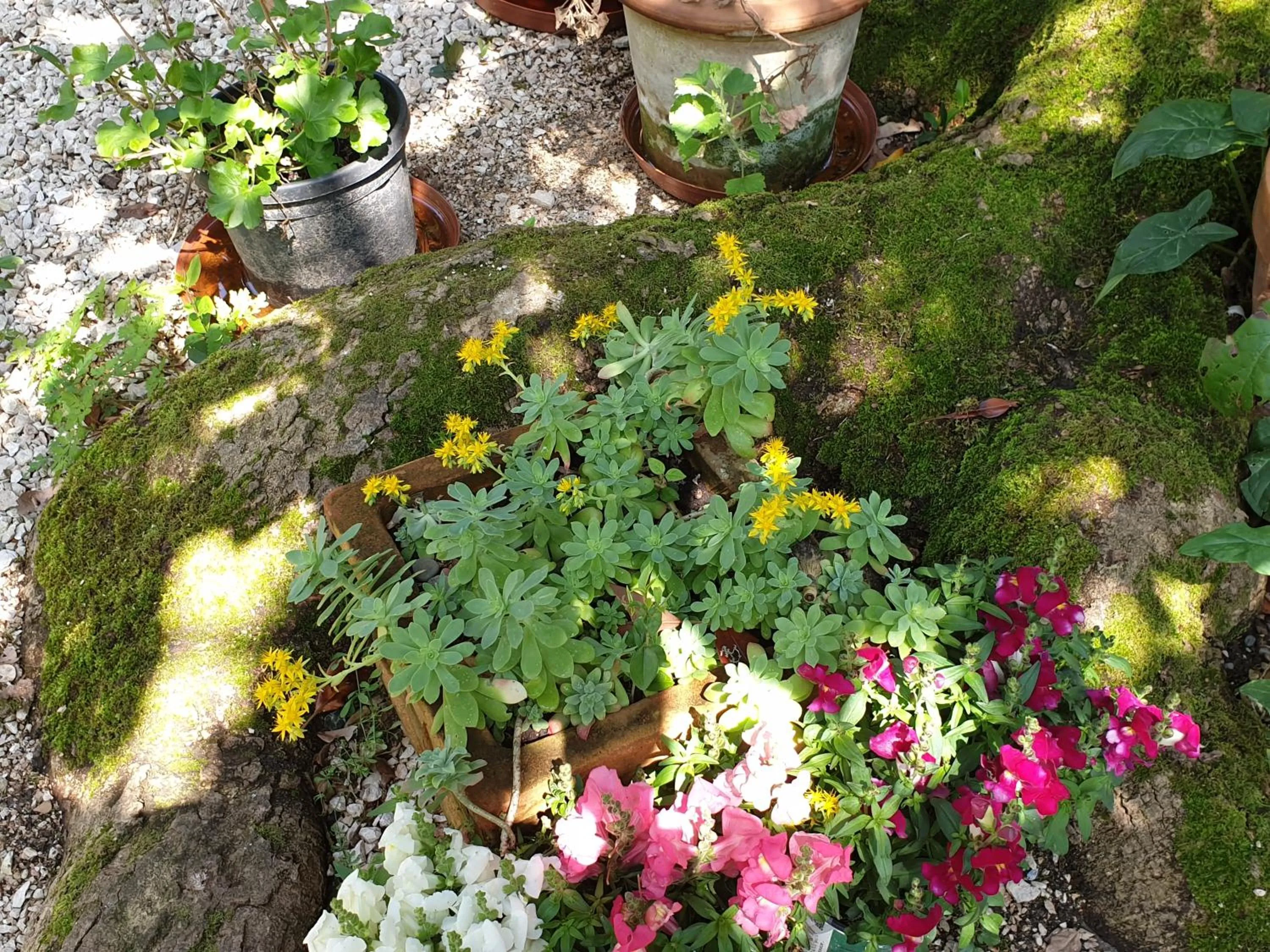 Garden in Ombre Rose