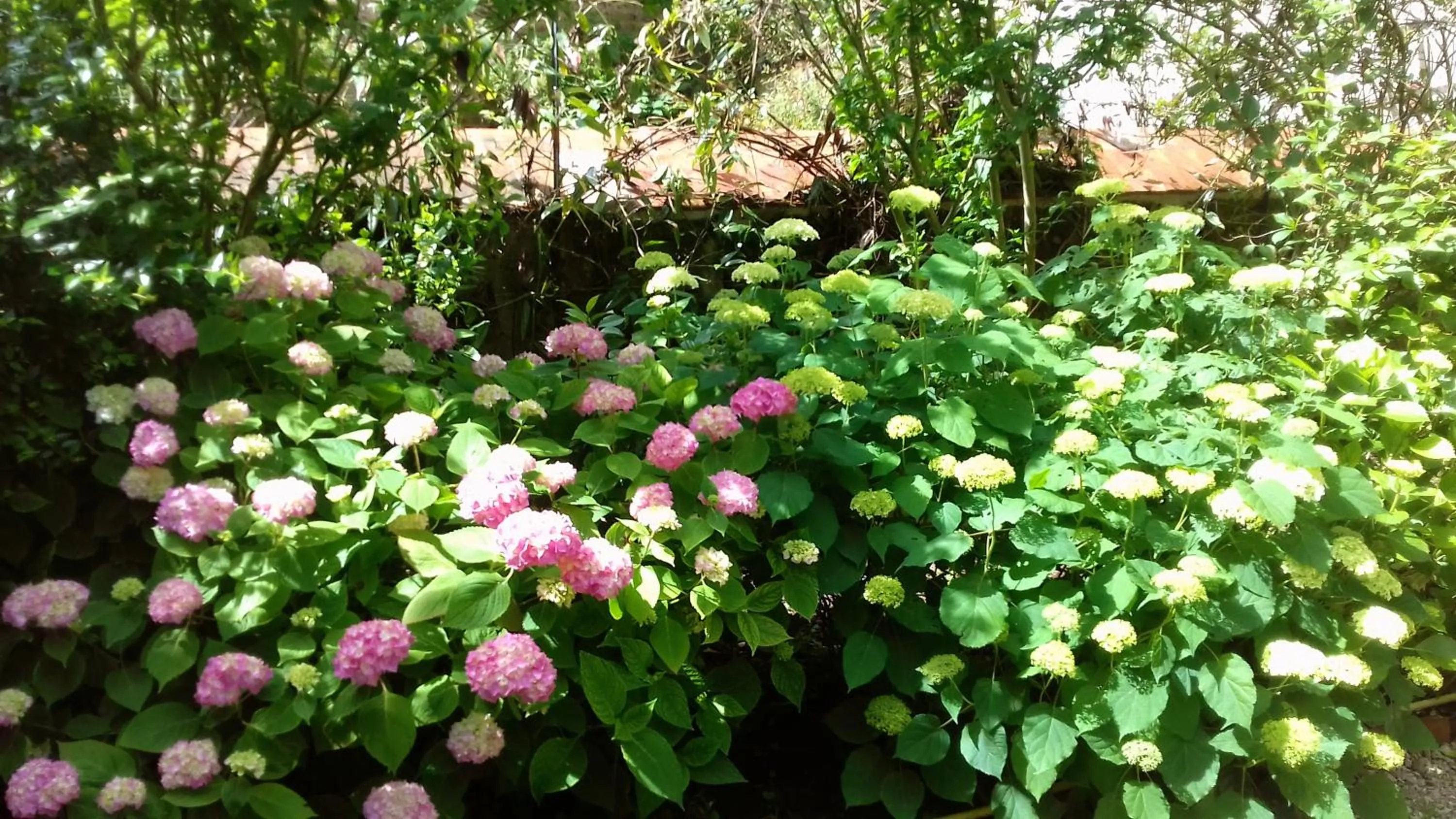 Garden in Ombre Rose