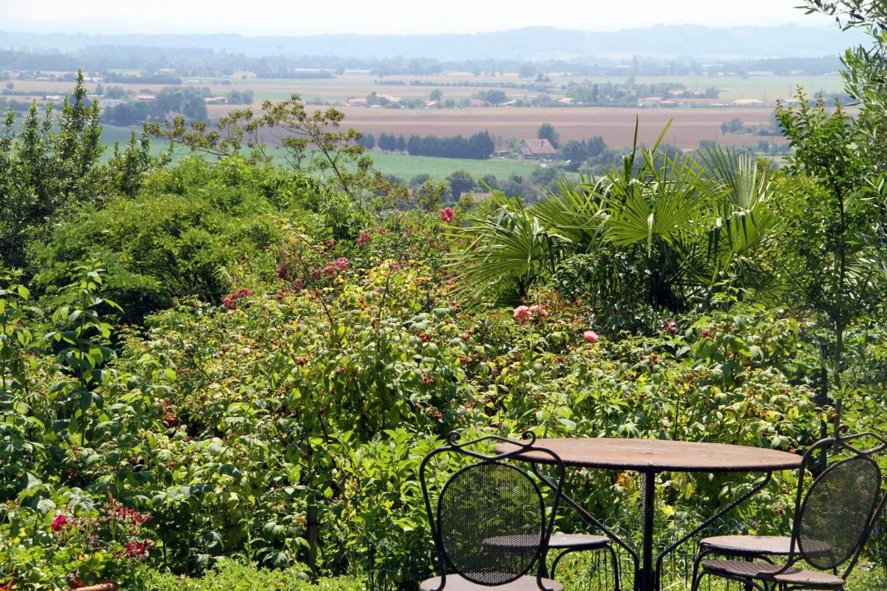 Garden in Ombre Rose