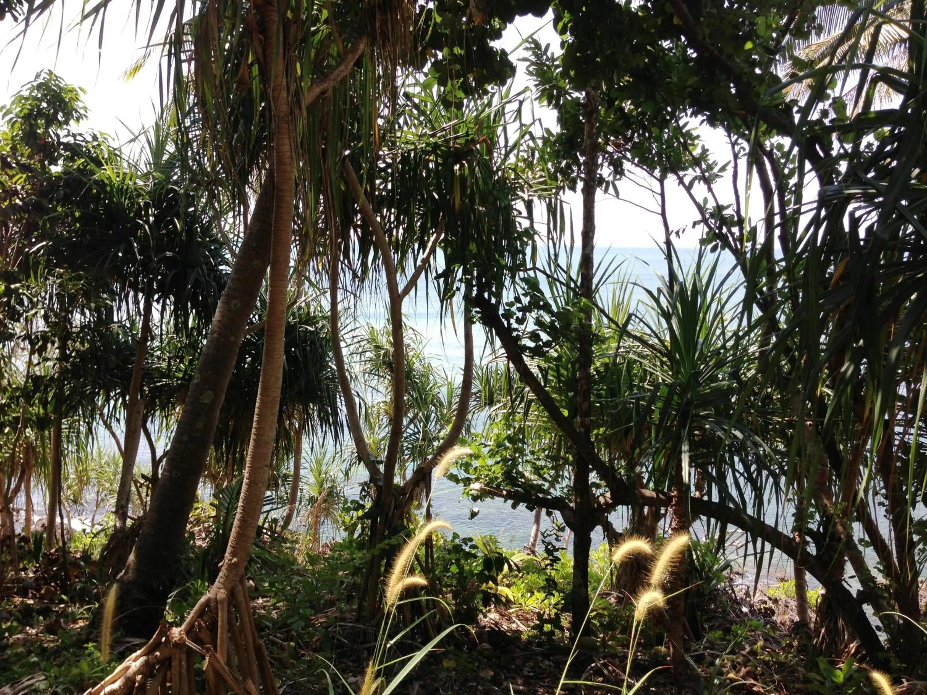 Garden in The Narima - SHA Plus