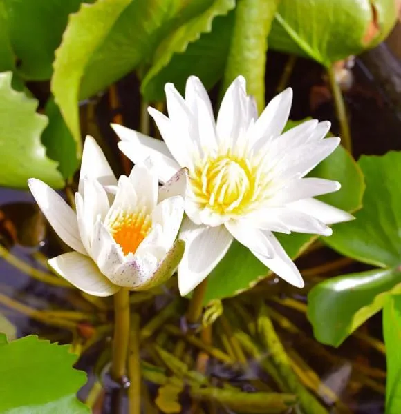 The Narima - SHA Plus