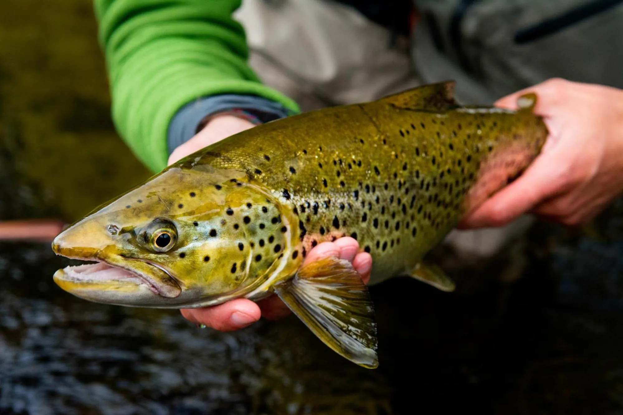 Activities in Jämtkrogen Hotell